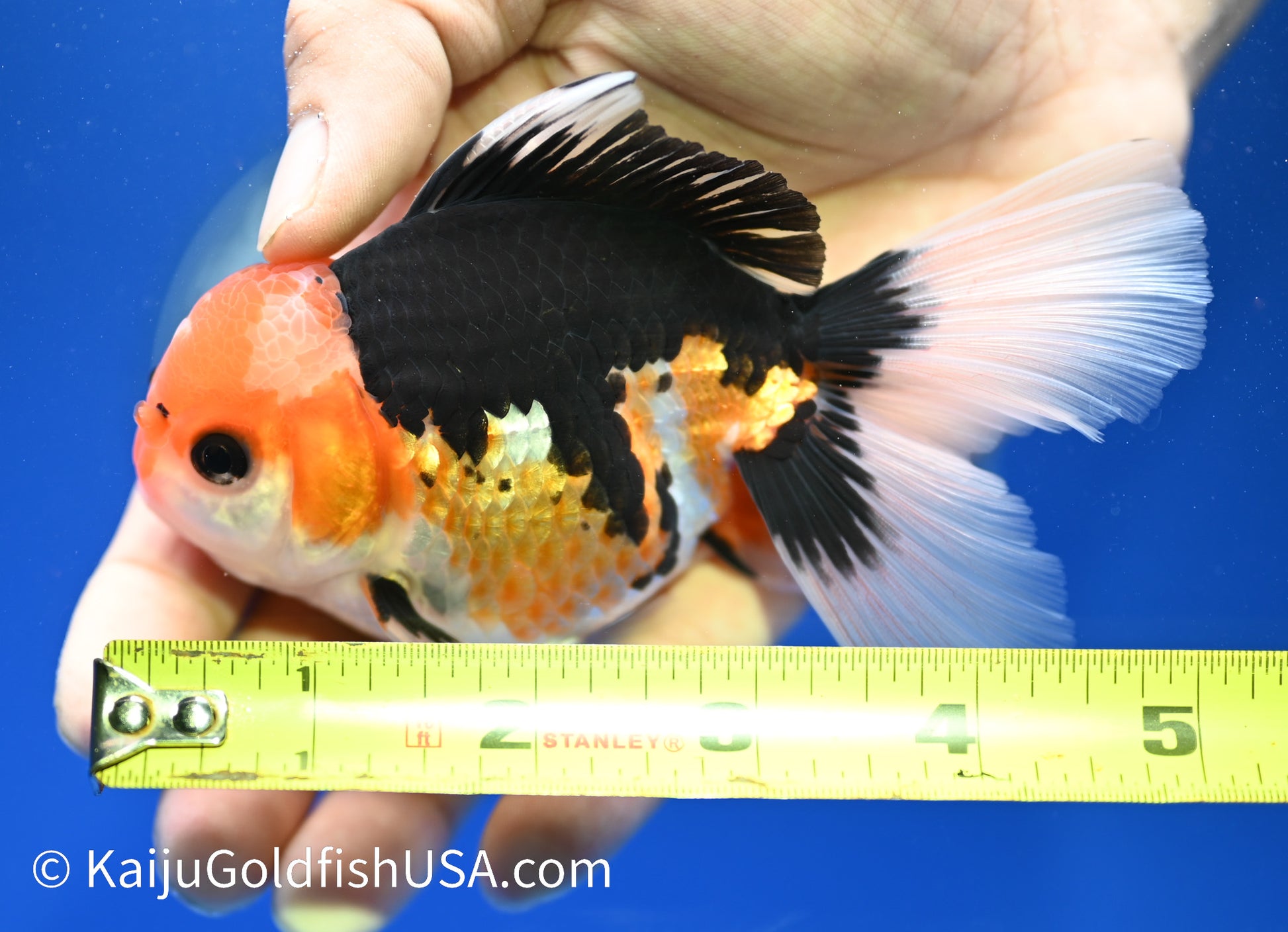 Tricolor Oranda 3.5 - 4 inches (1215_OR02) - Kaiju Goldfish USA