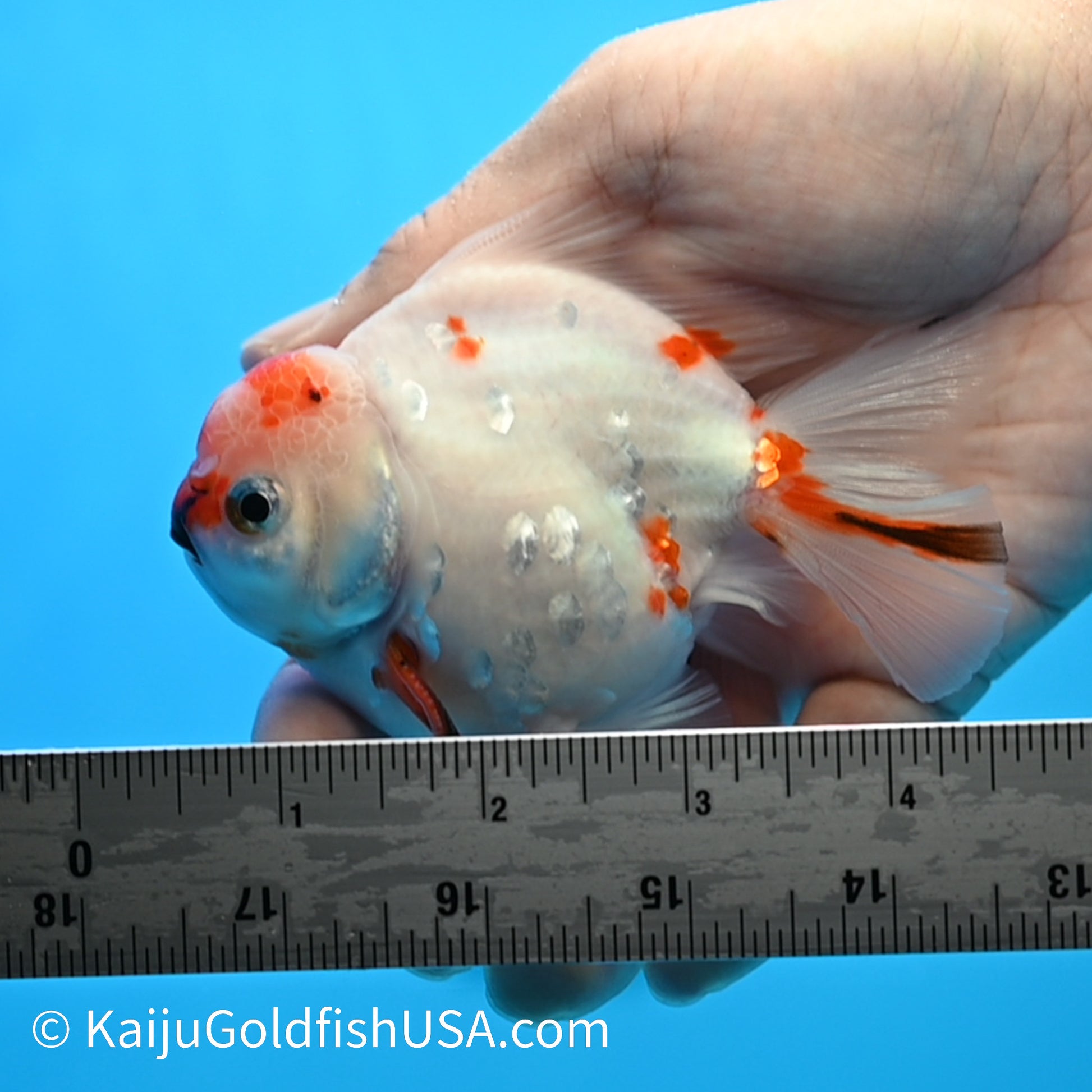 Sakura YuanBao Oranda 4-4.5 inches (240223_OR09) - Kaiju Goldfish USA