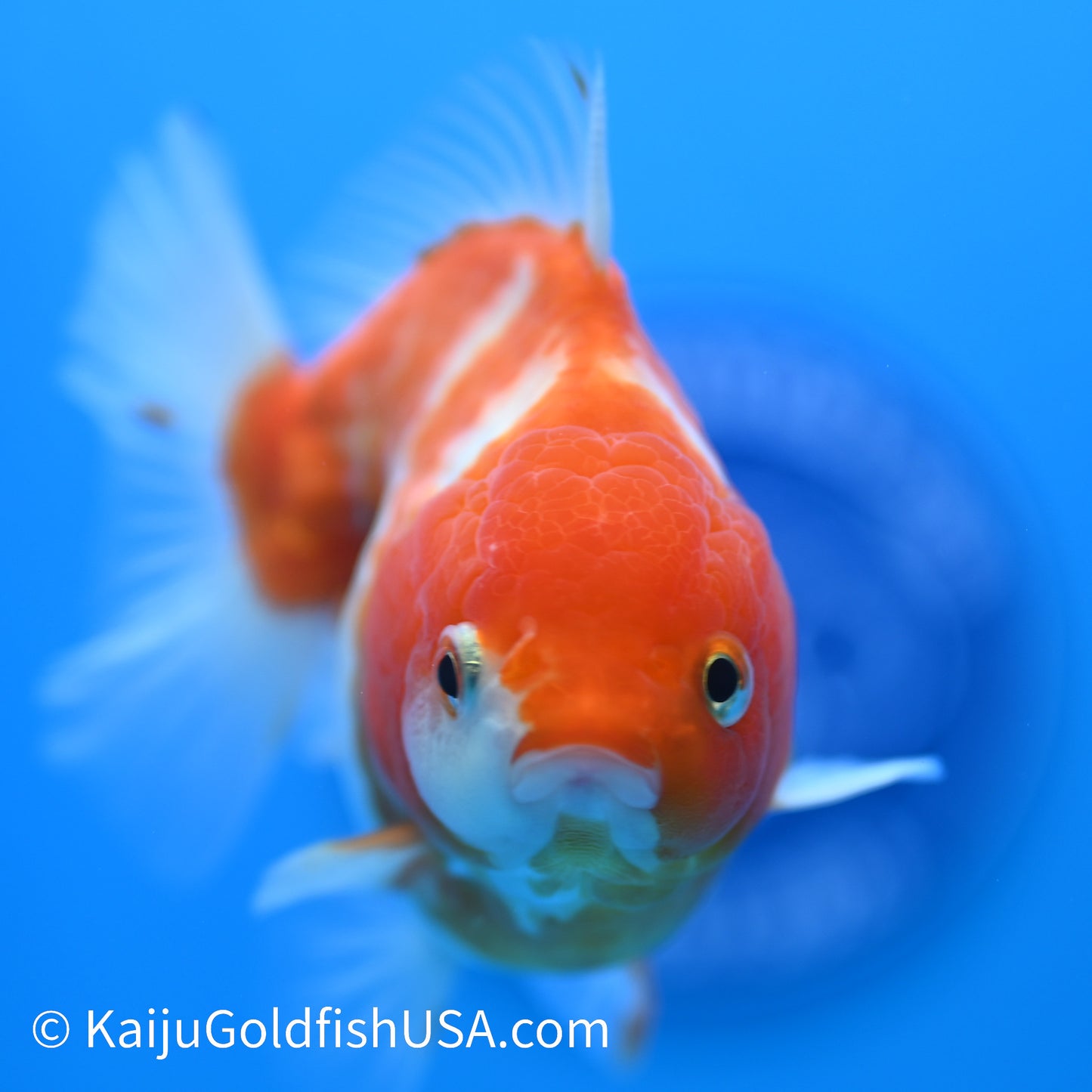 Nacreous Scale Sakura YuanBao Oranda 4-4.5 inches (240223_OR10) - Kaiju Goldfish USA