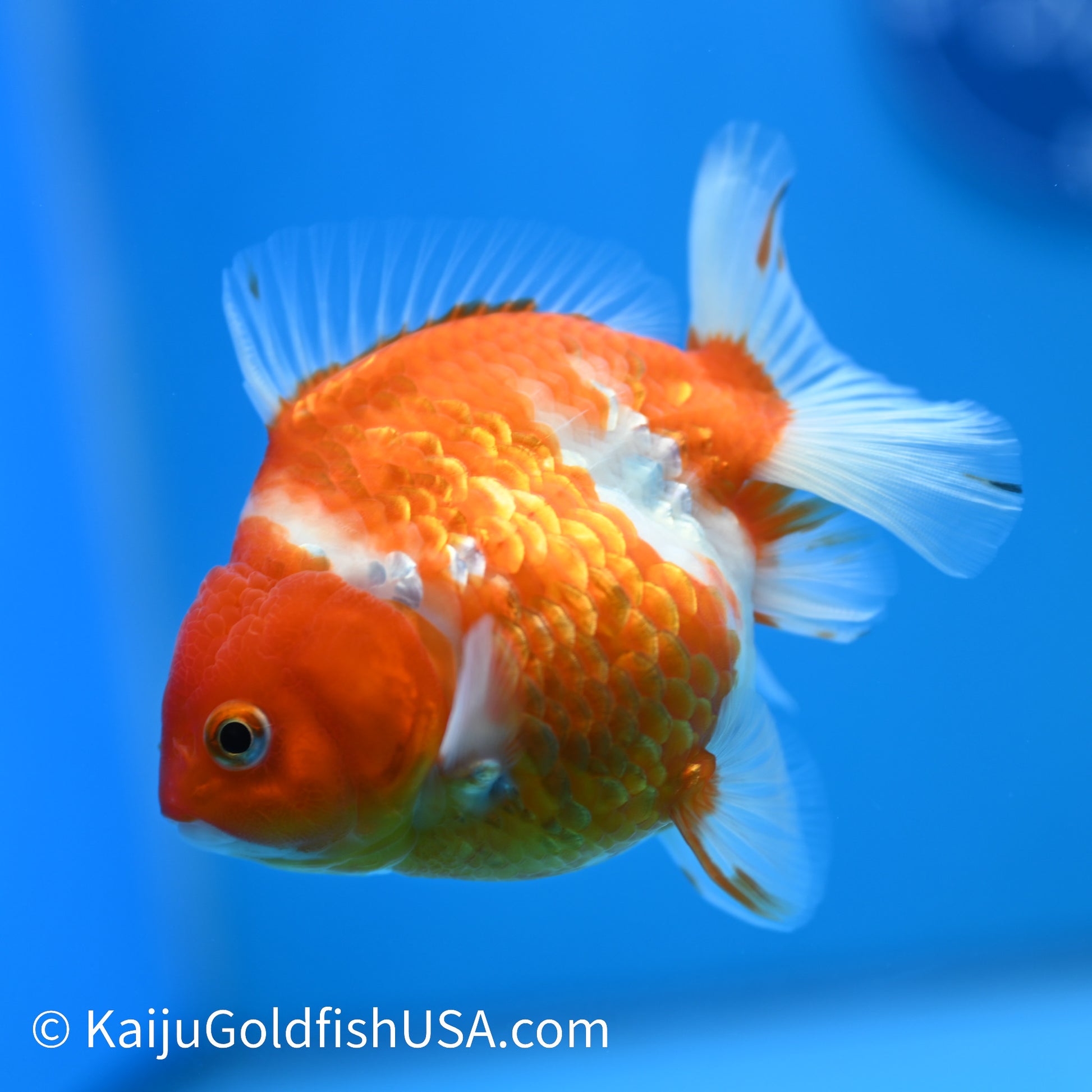 Nacreous Scale Sakura YuanBao Oranda 4-4.5 inches (240223_OR10) - Kaiju Goldfish USA