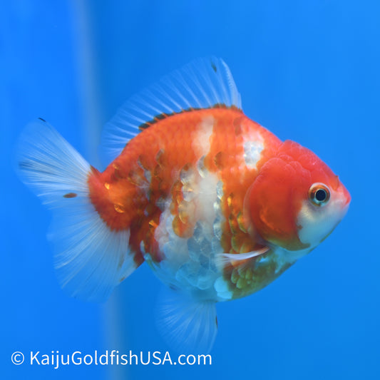 Nacreous Scale Sakura YuanBao Oranda 4-4.5 inches (240223_OR10) - Kaiju Goldfish USA