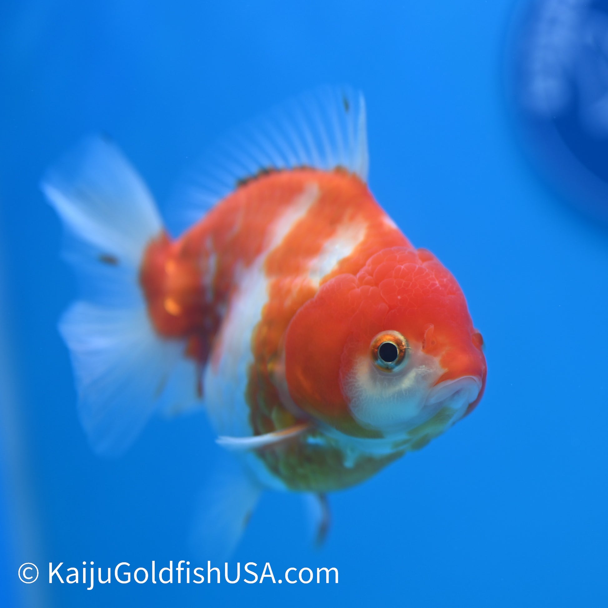 Nacreous Scale Sakura YuanBao Oranda 4-4.5 inches (240223_OR10) - Kaiju Goldfish USA