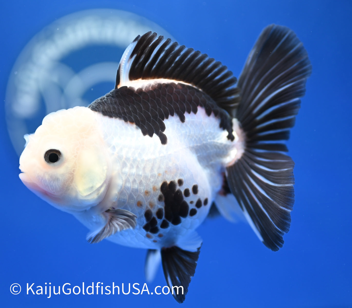 Panda Oranda 4 - 4.5 inches (1215_OR03) - Kaiju Goldfish USA