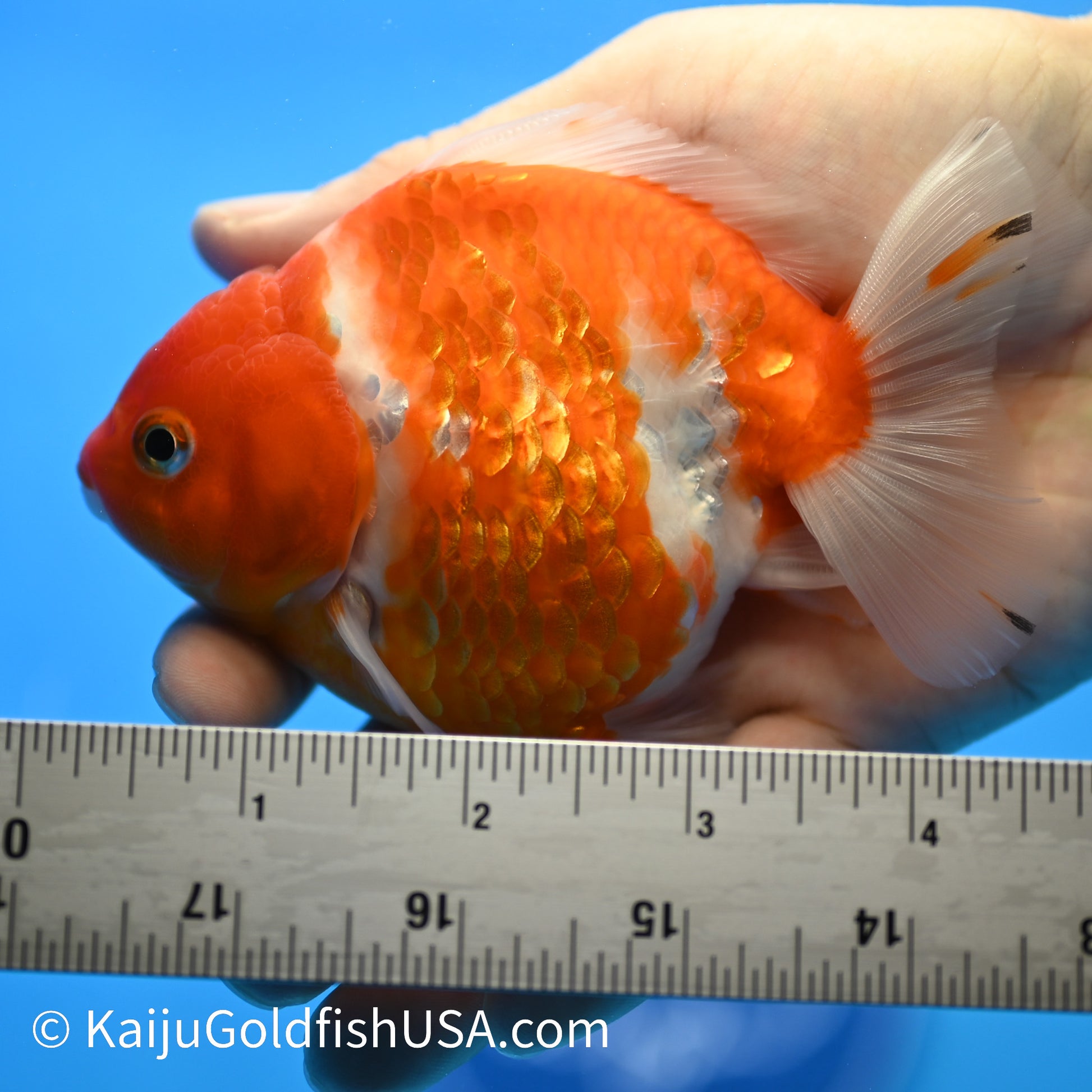 Nacreous Scale Sakura YuanBao Oranda 4-4.5 inches (240223_OR10) - Kaiju Goldfish USA