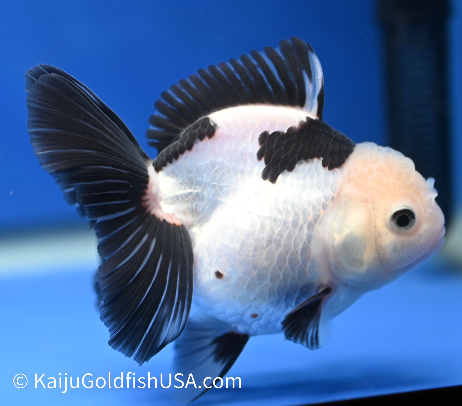 Panda Oranda 4 - 4.5 inches (1215_OR03) - Kaiju Goldfish USA