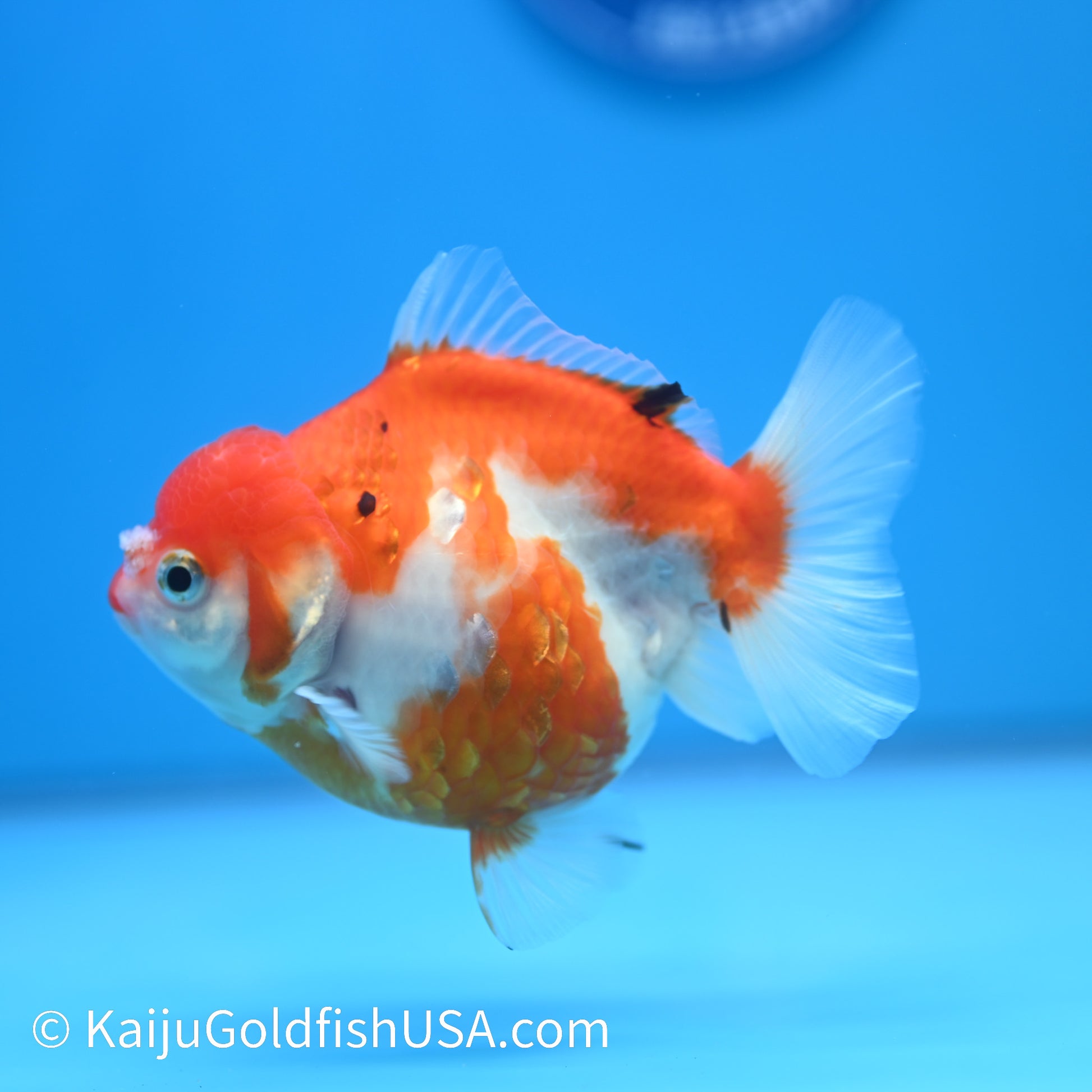 Nacreous Scale Sakura YuanBao Oranda 4-4.5 inches (240223_OR11) - Kaiju Goldfish USA