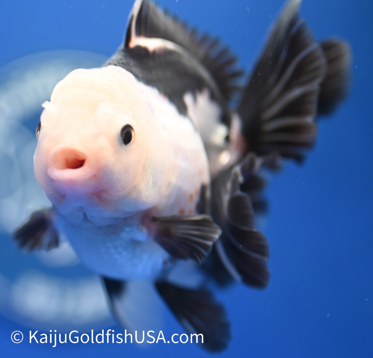 Panda Oranda 4 - 4.5 inches (1215_OR03) - Kaiju Goldfish USA