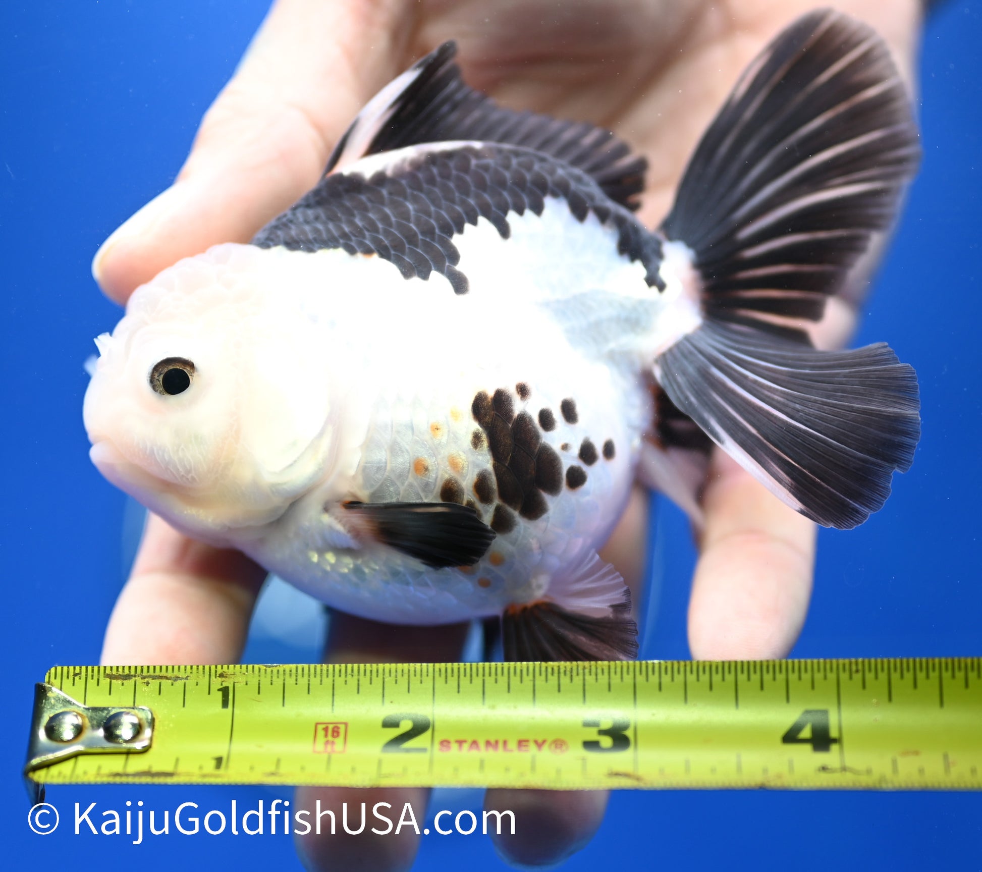 Panda Oranda 4 - 4.5 inches (1215_OR03) - Kaiju Goldfish USA