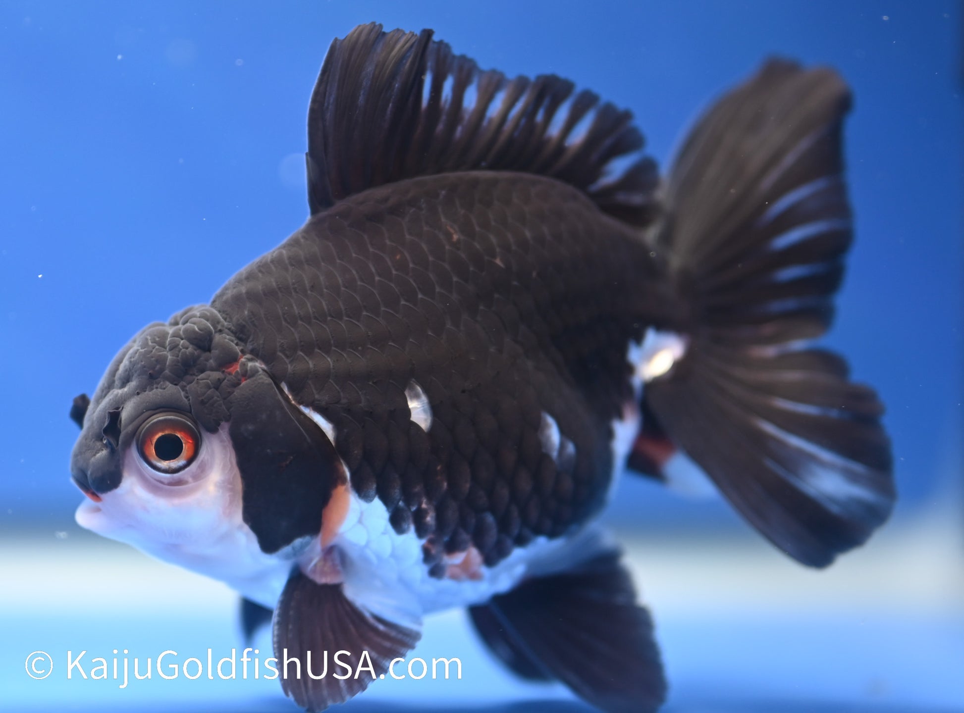 Panda Oranda 4 - 4.5 inches (1215_OR04) - Kaiju Goldfish USA