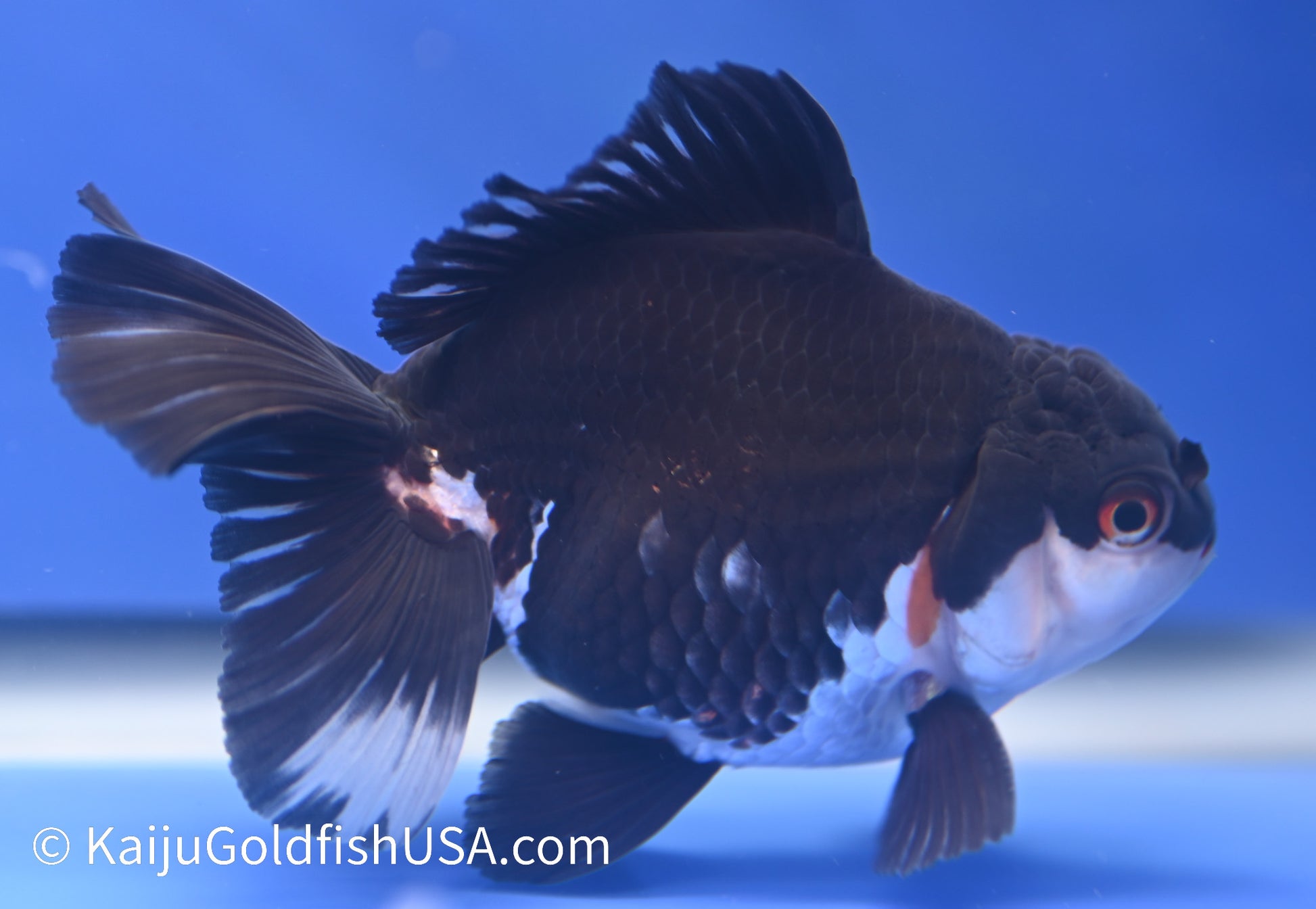 Panda Oranda 4 - 4.5 inches (1215_OR04) - Kaiju Goldfish USA