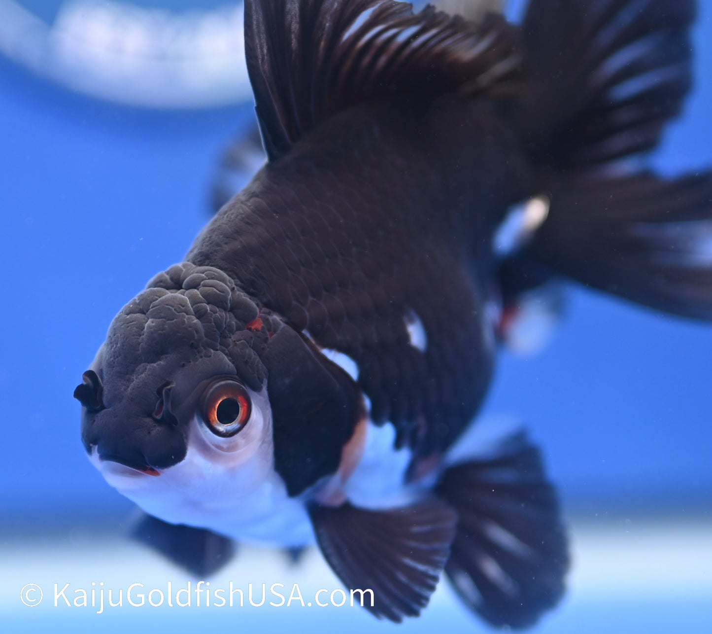 Panda Oranda 4 - 4.5 inches (1215_OR04) - Kaiju Goldfish USA