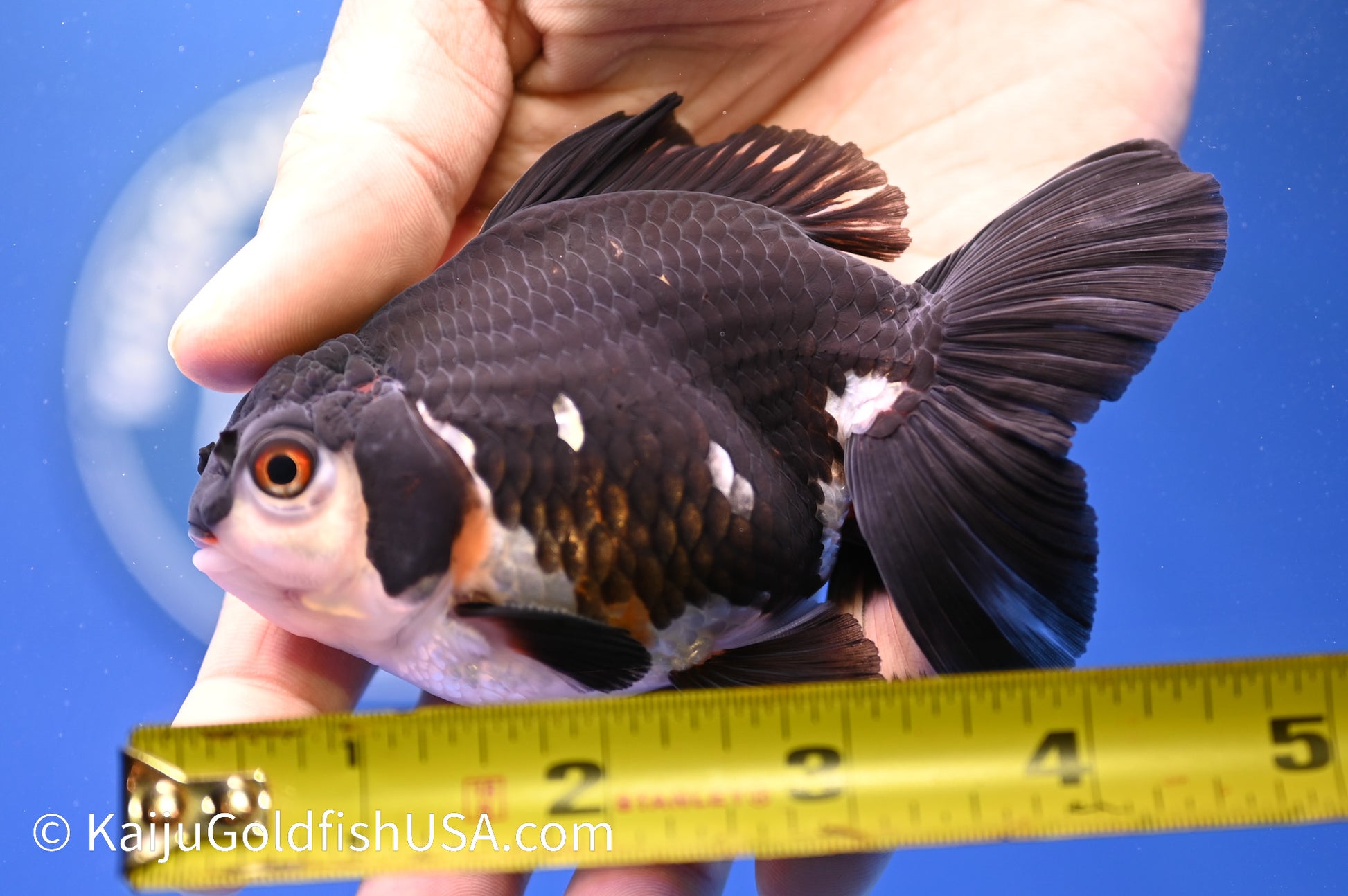 Panda Oranda 4 - 4.5 inches (1215_OR04) - Kaiju Goldfish USA