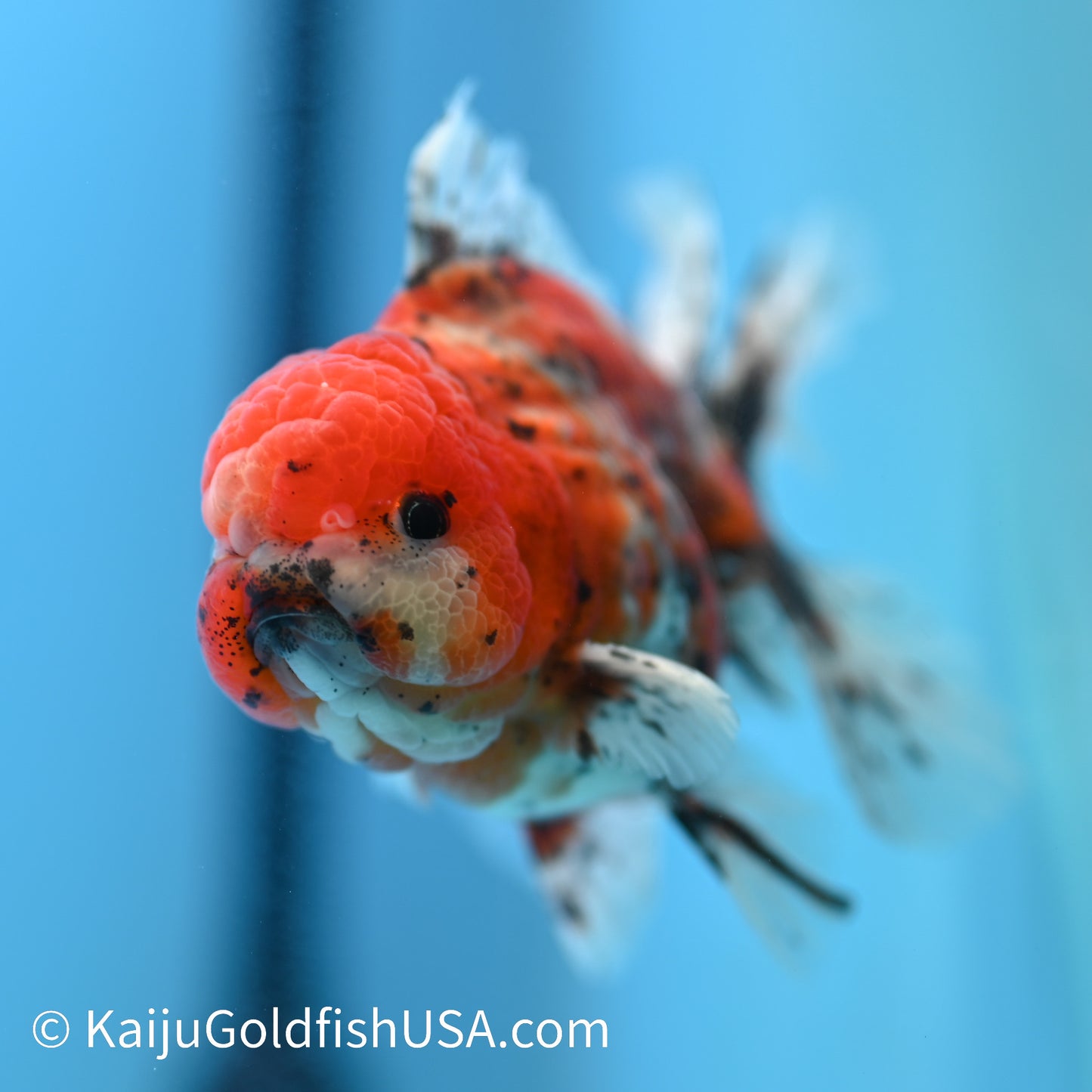 Rose Tail Tricolor Tiger Oranda 4.5-5 inches (240223_OR12) - Kaiju Goldfish USA