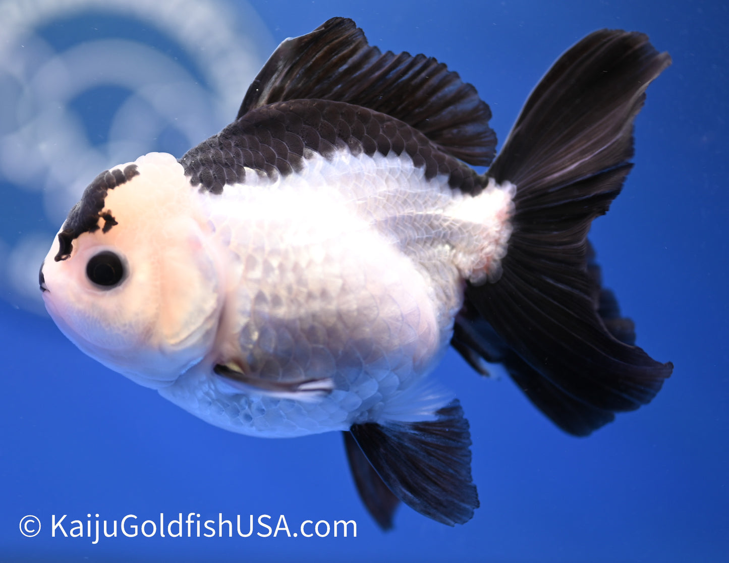 Panda Oranda 3.5 - 4 inches (1215_OR05) - Kaiju Goldfish USA