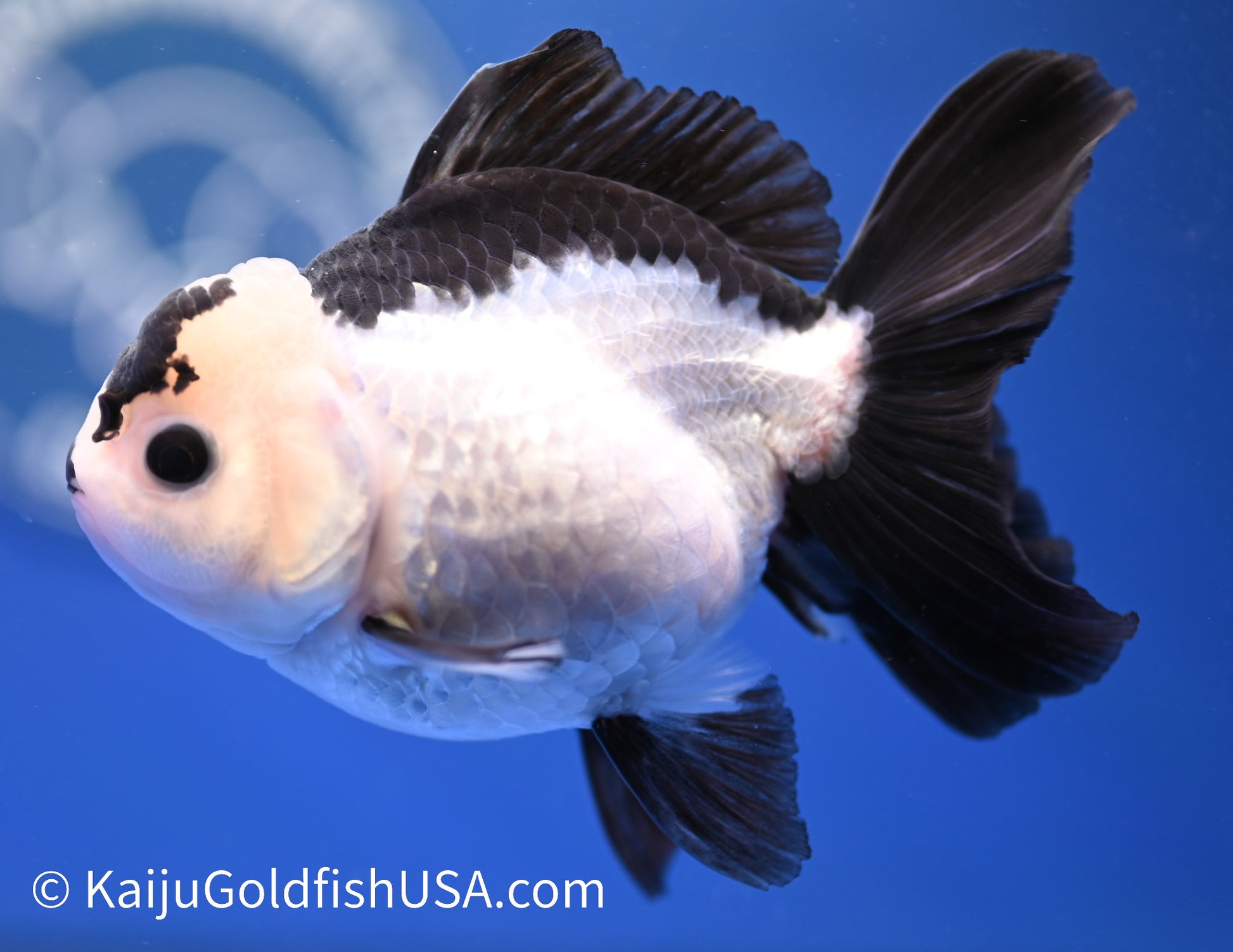 Panda Oranda 3.5 - 4 inches (1215_OR05) - Kaiju Goldfish USA