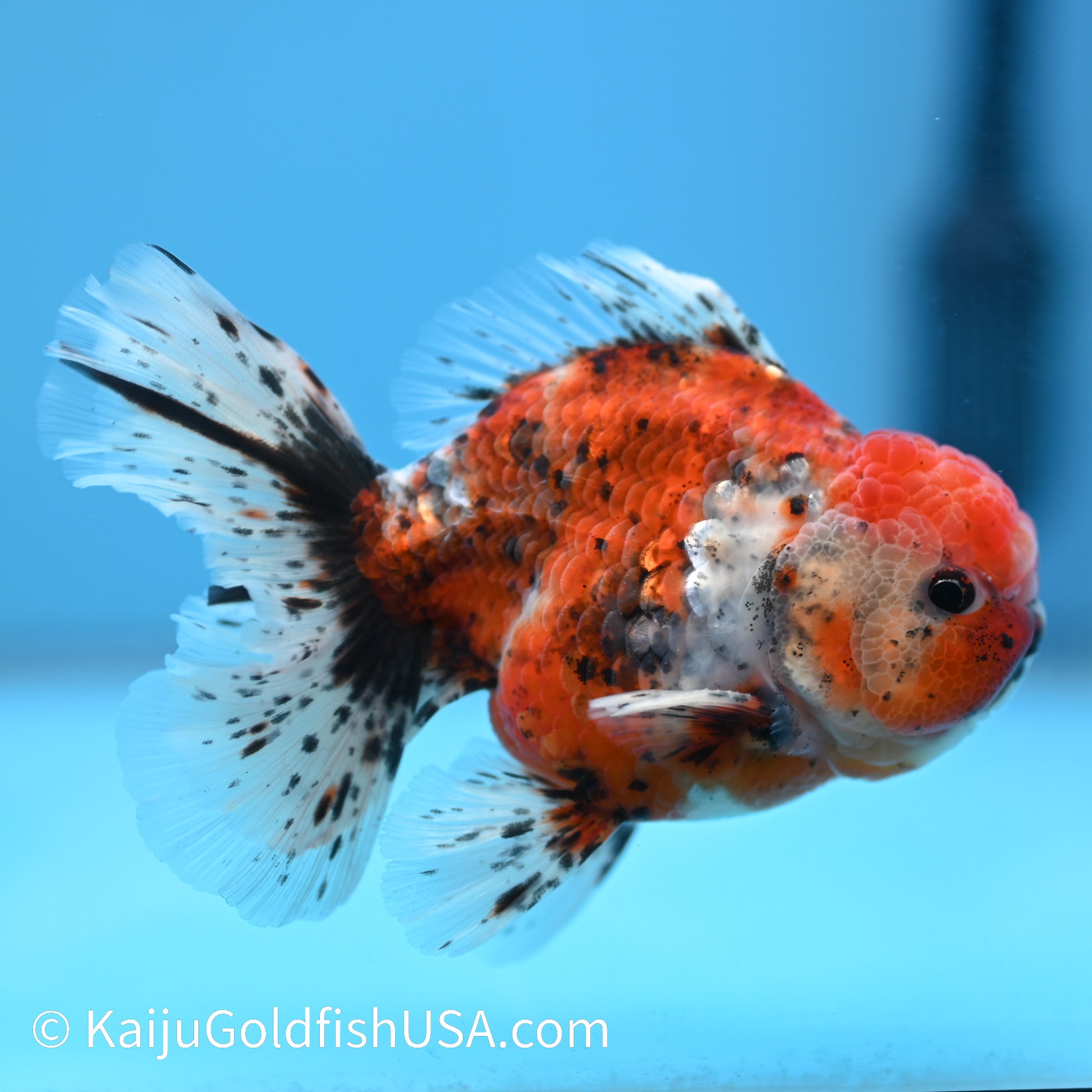 Rose Tail Tricolor Tiger Oranda 4.5-5 inches (240223_OR12) - Kaiju Goldfish USA