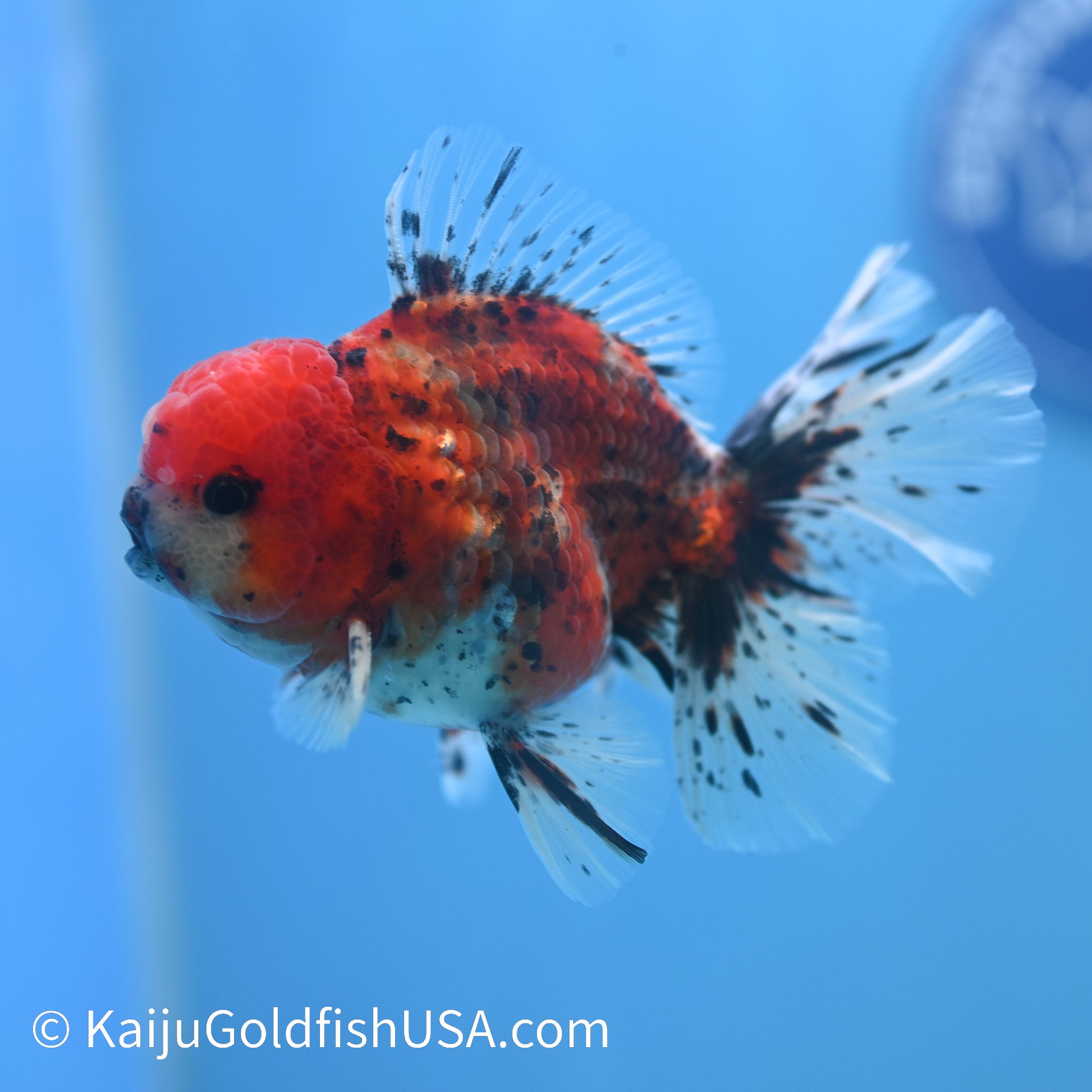 Rose Tail Tricolor Tiger Oranda 4.5-5 inches (240223_OR12) - Kaiju Goldfish USA