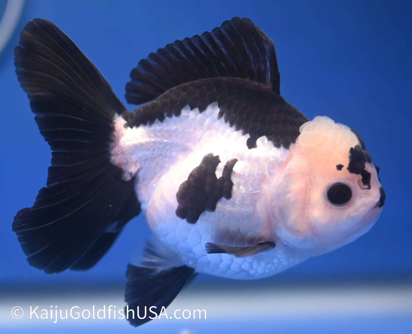 Panda Oranda 3.5 - 4 inches (1215_OR05) - Kaiju Goldfish USA