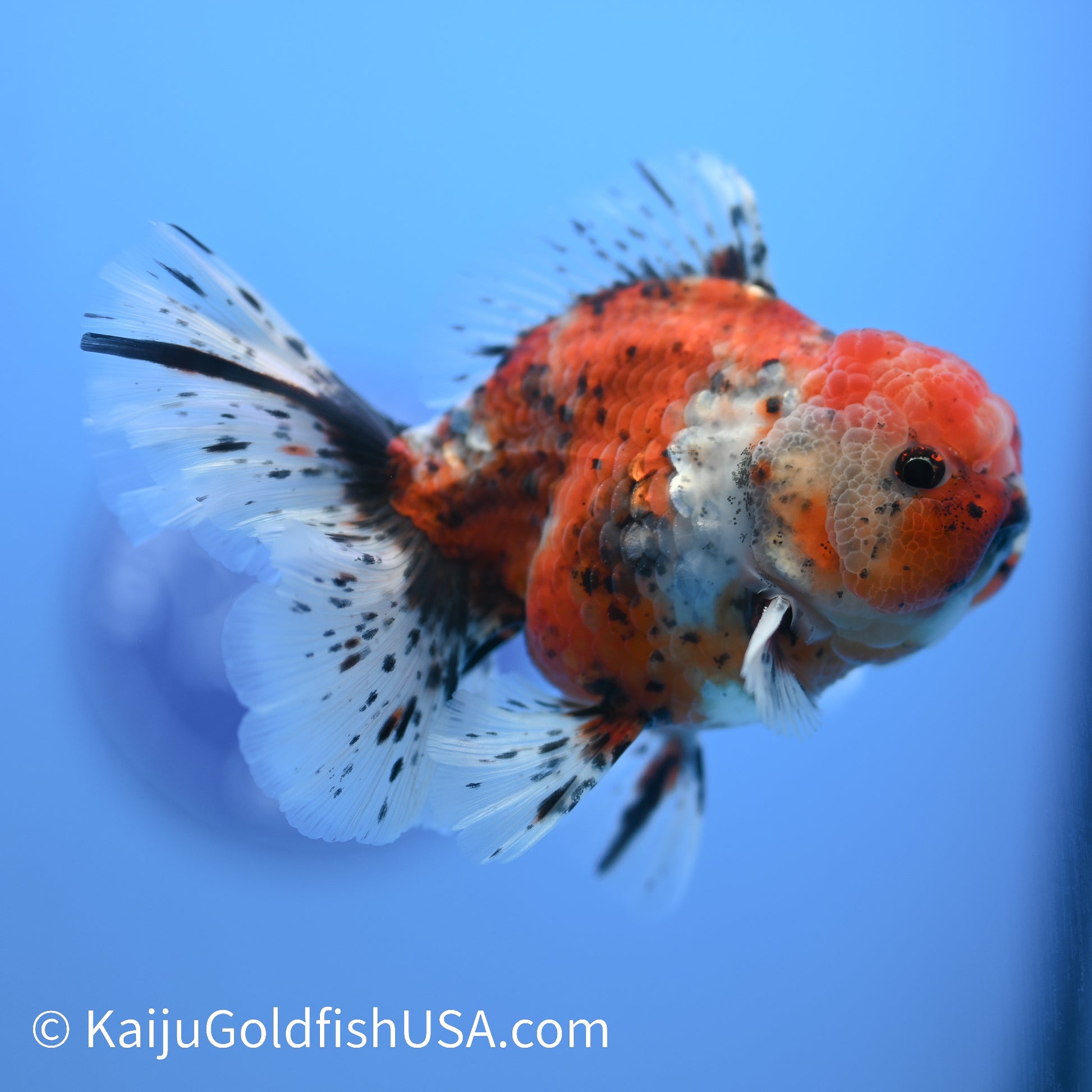 Rose Tail Tricolor Tiger Oranda 4.5-5 inches (240223_OR12) - Kaiju Goldfish USA