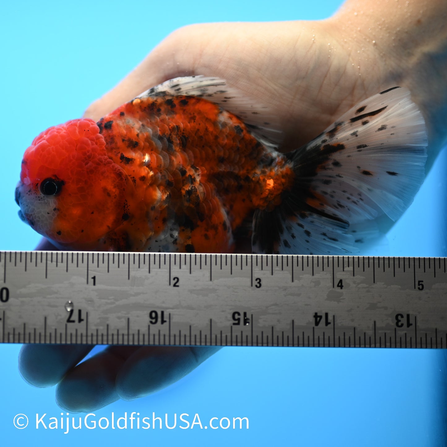 Rose Tail Tricolor Tiger Oranda 4.5-5 inches (240223_OR12) - Kaiju Goldfish USA