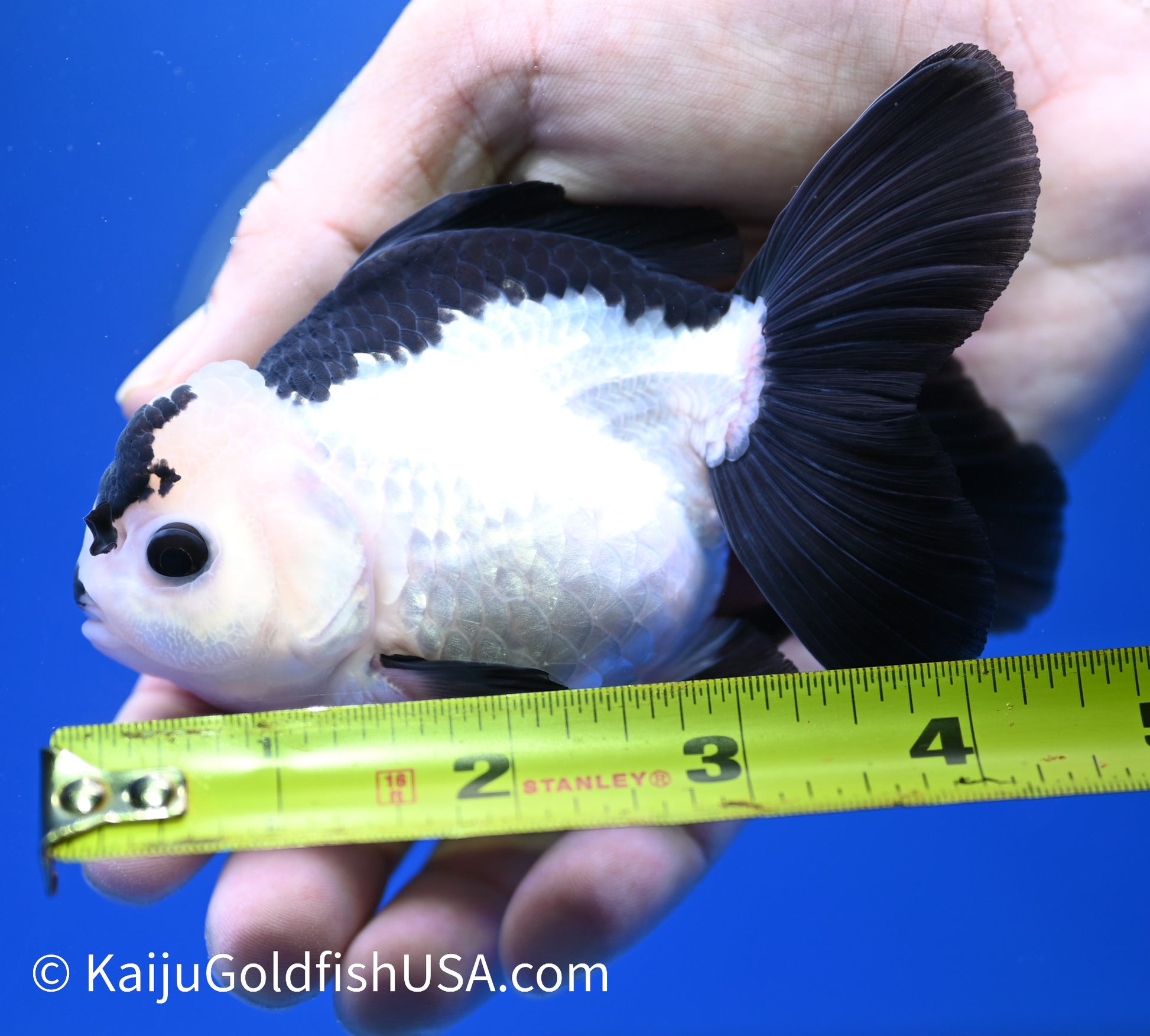 Panda Oranda 3.5 - 4 inches (1215_OR05) - Kaiju Goldfish USA