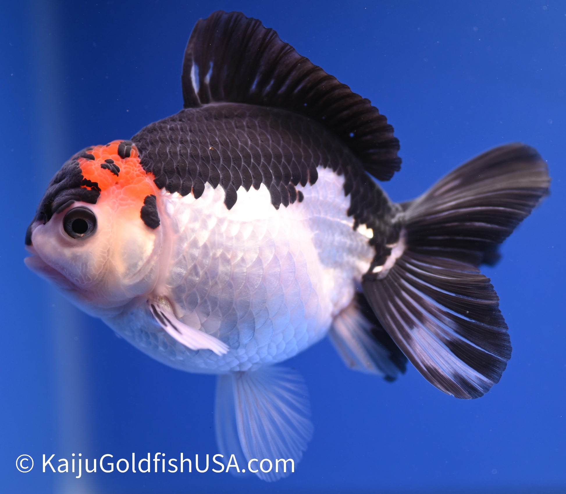 Tricolor Oranda 4 - 4.5 inches (1215_OR06) - Kaiju Goldfish USA