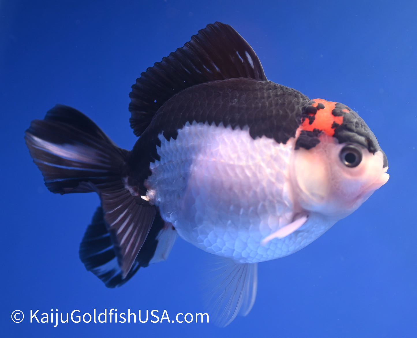 Tricolor Oranda 4 - 4.5 inches (1215_OR06) - Kaiju Goldfish USA