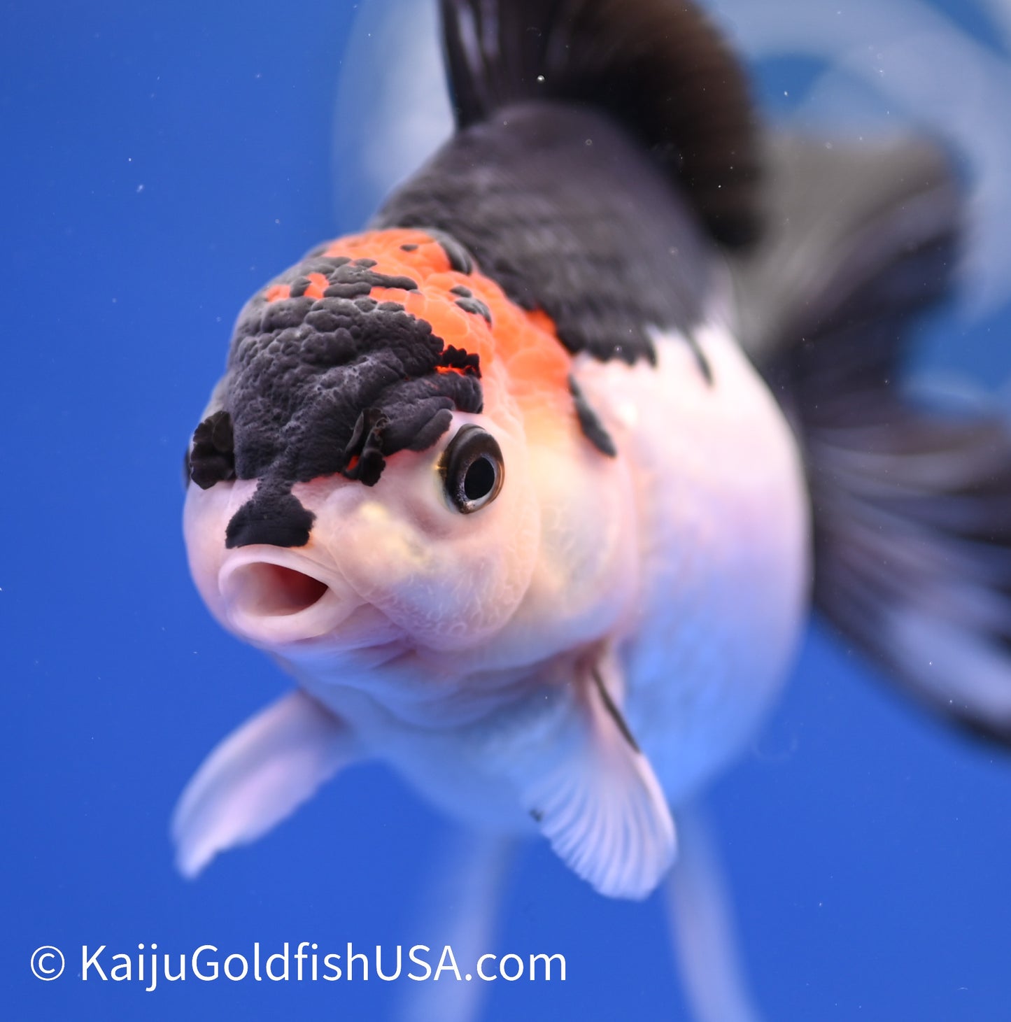 Tricolor Oranda 4 - 4.5 inches (1215_OR06) - Kaiju Goldfish USA