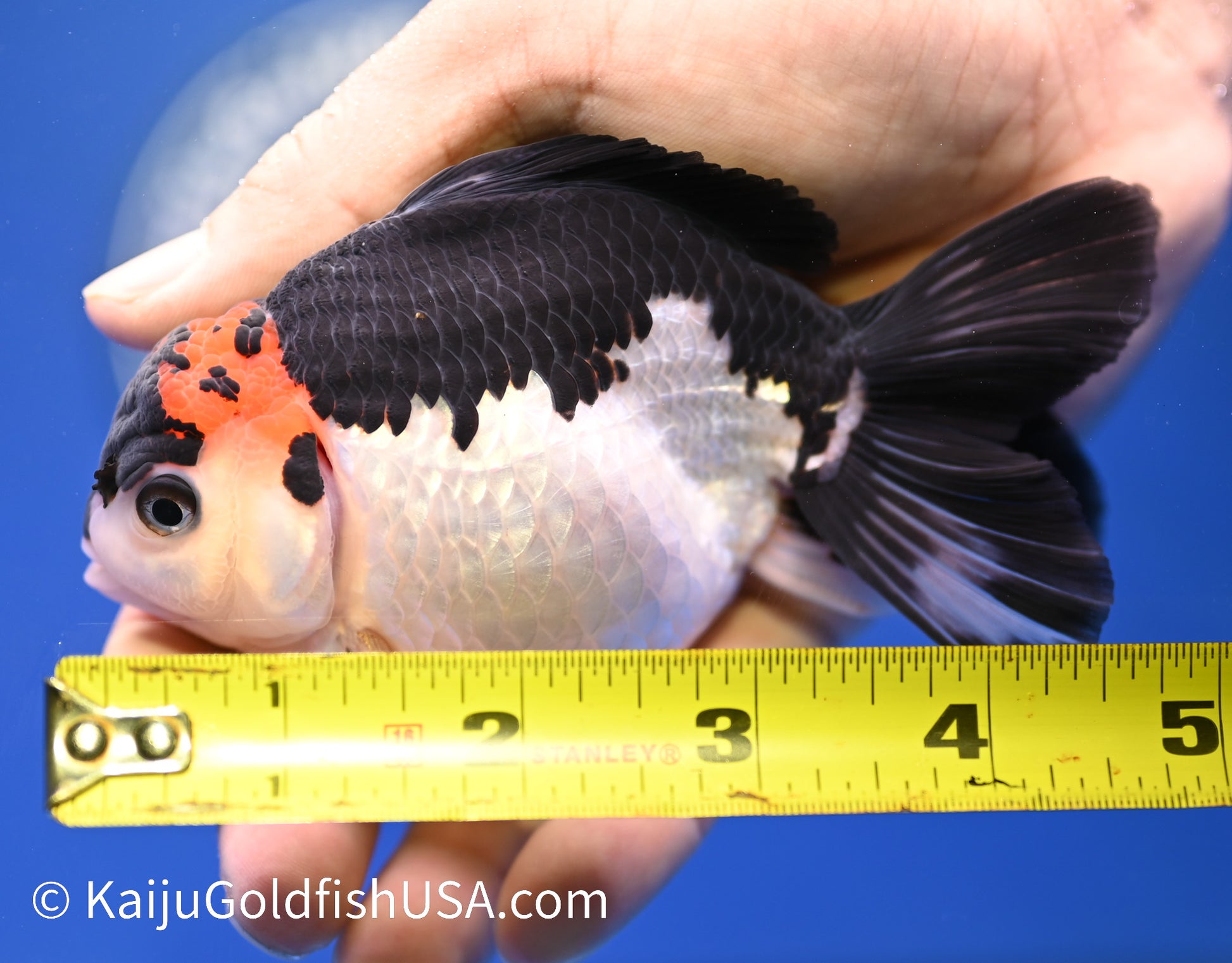 Tricolor Oranda 4 - 4.5 inches (1215_OR06) - Kaiju Goldfish USA