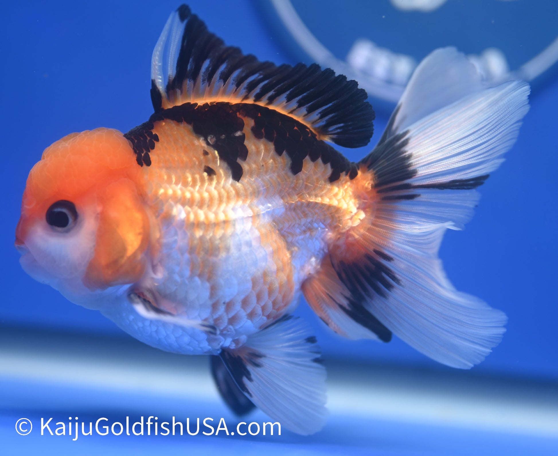 Tricolor Oranda 3.5 - 4 inches (1215_OR07) - Kaiju Goldfish USA