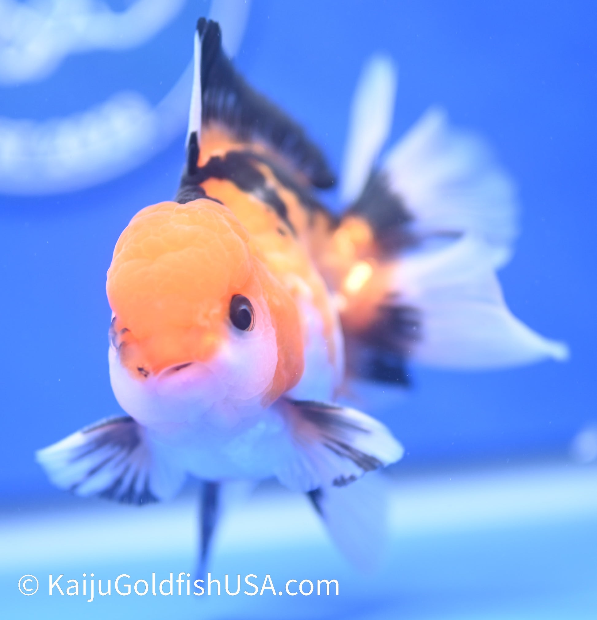 Tricolor Oranda 3.5 - 4 inches (1215_OR07) - Kaiju Goldfish USA