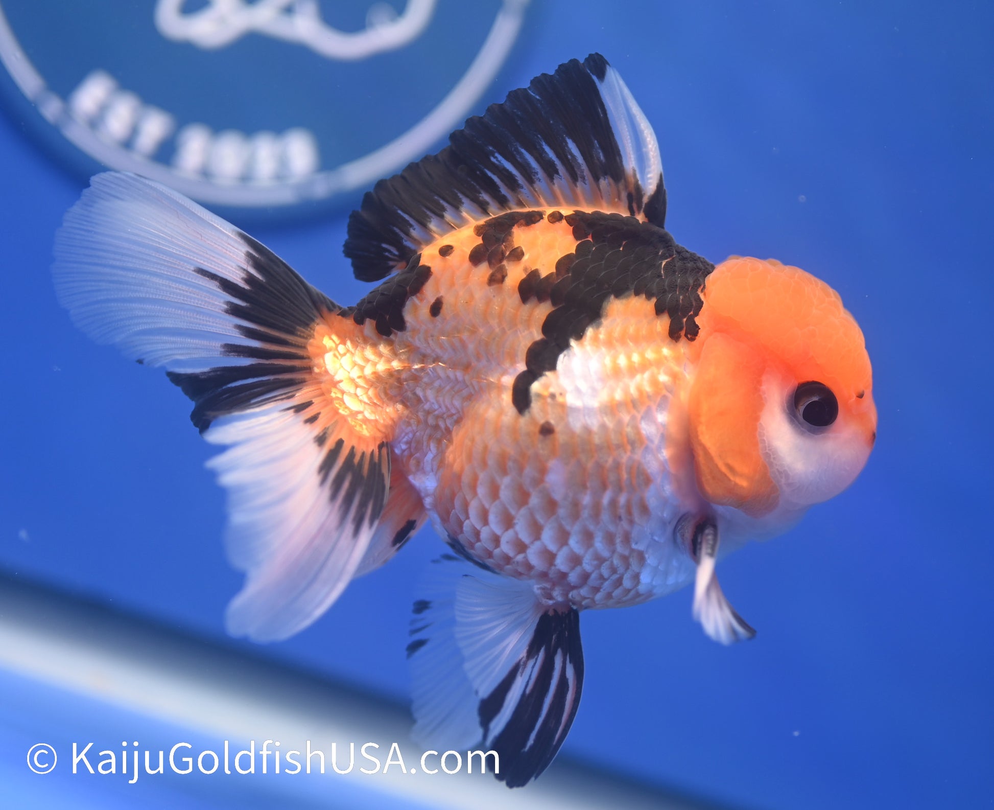 Tricolor Oranda 3.5 - 4 inches (1215_OR07) - Kaiju Goldfish USA