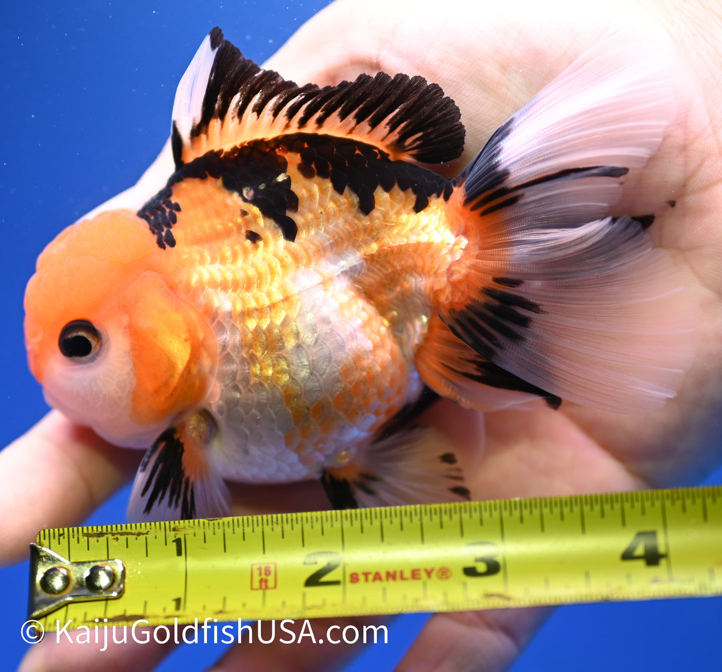 Tricolor Oranda 3.5 - 4 inches (1215_OR07) - Kaiju Goldfish USA