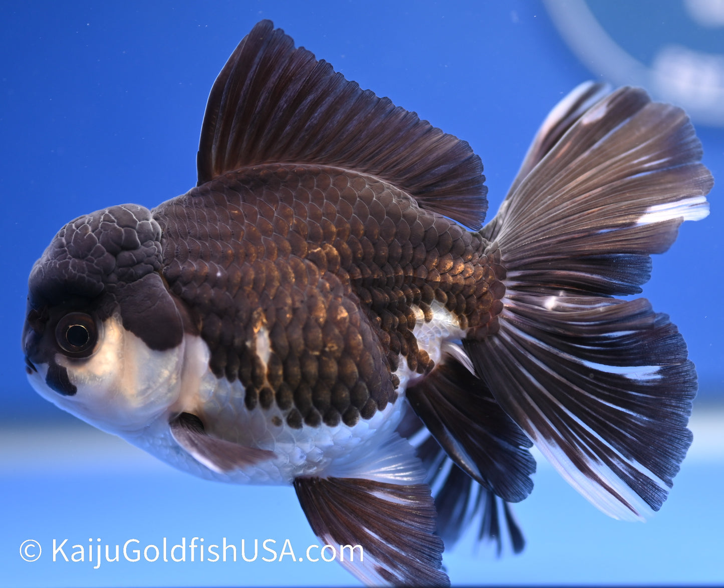 Rose Tail Panda Oranda 4 - 4.5 inches (1215_OR08) - Kaiju Goldfish USA