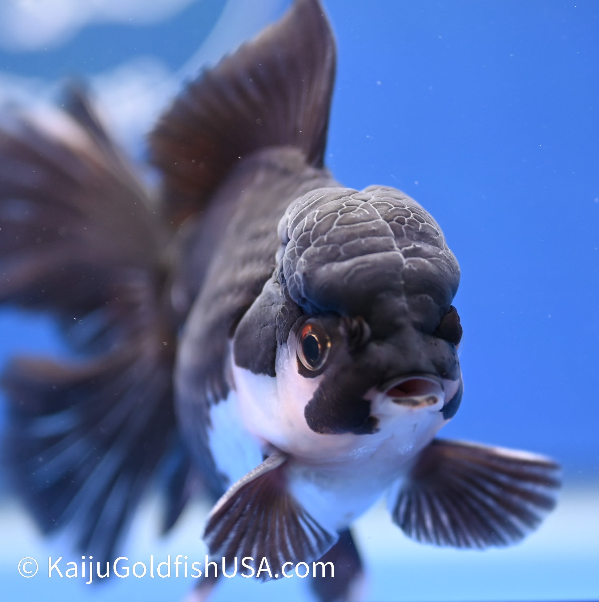 Rose Tail Panda Oranda 4 - 4.5 inches (1215_OR08) - Kaiju Goldfish USA