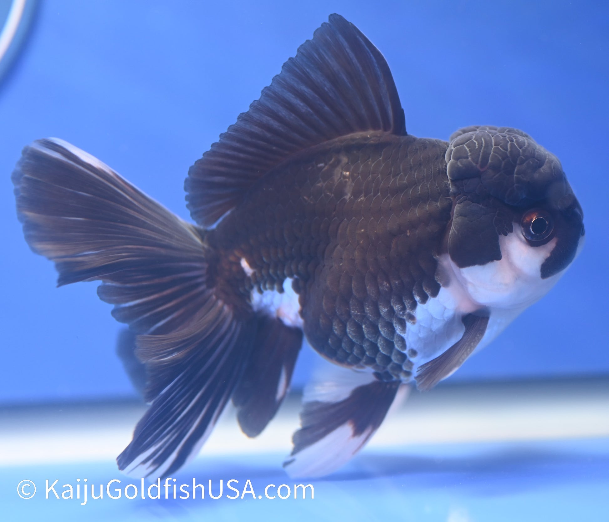 Rose Tail Panda Oranda 4 - 4.5 inches (1215_OR08) - Kaiju Goldfish USA