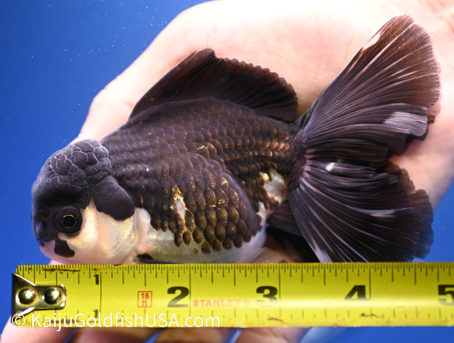 Rose Tail Panda Oranda 4 - 4.5 inches (1215_OR08) - Kaiju Goldfish USA