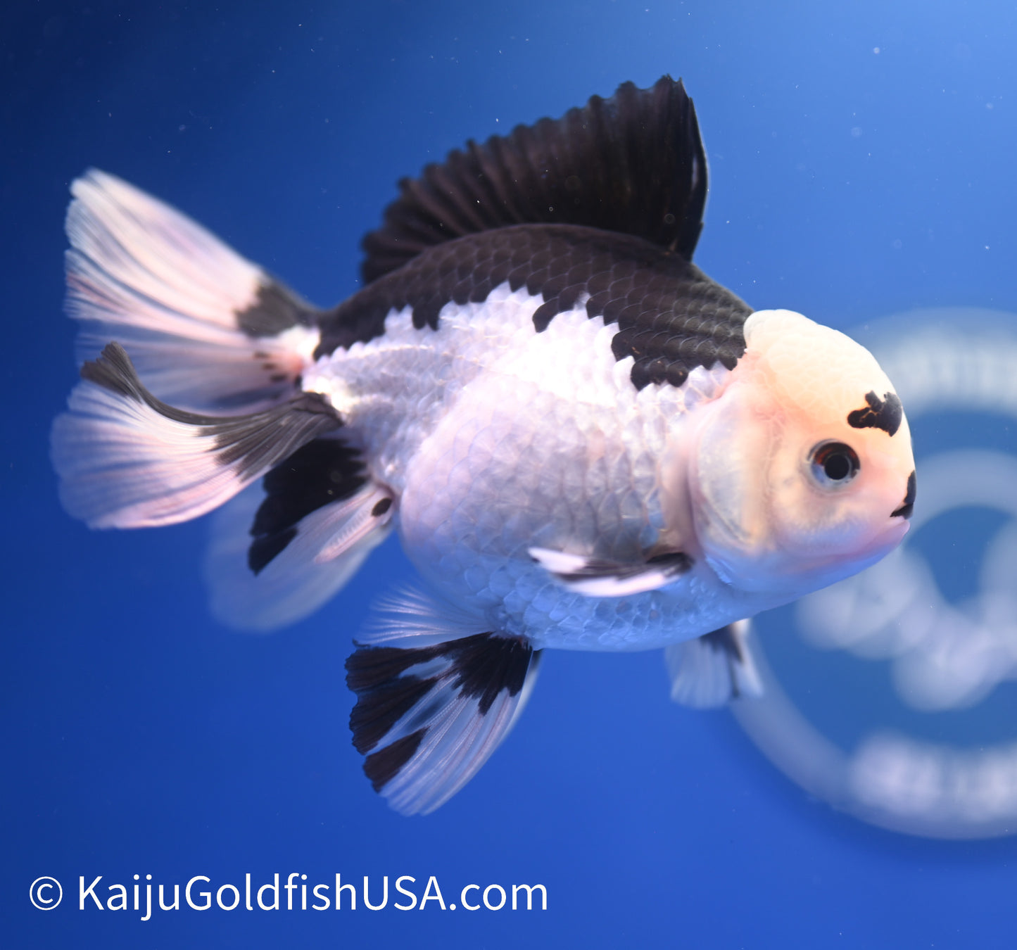 Panda Oranda 4 - 4.5 inches (1215_OR09) - Kaiju Goldfish USA