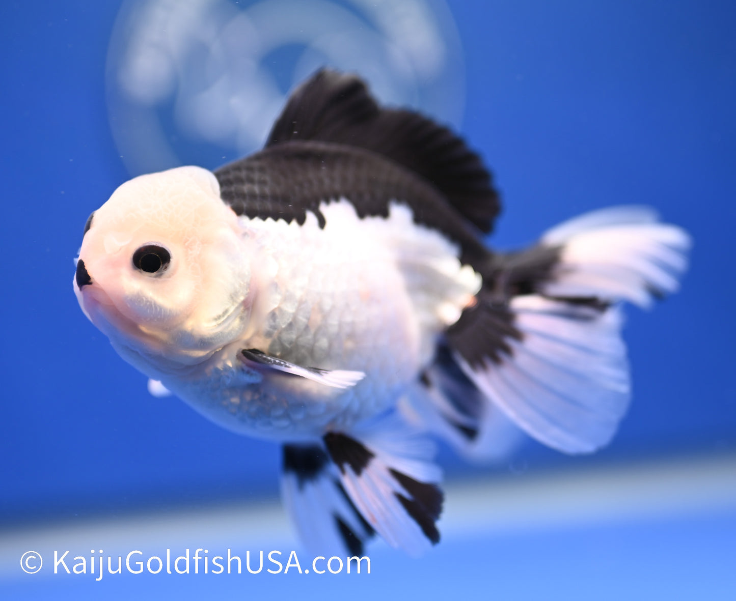 Panda Oranda 4 - 4.5 inches (1215_OR09) - Kaiju Goldfish USA