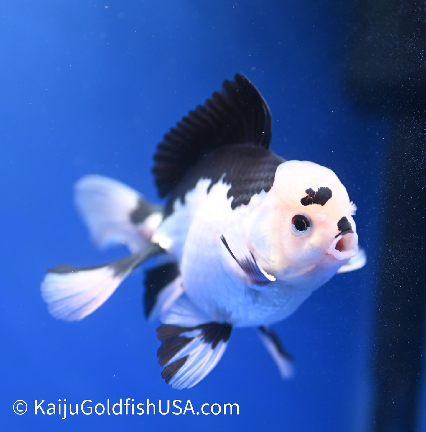 Panda Oranda 4 - 4.5 inches (1215_OR09) - Kaiju Goldfish USA