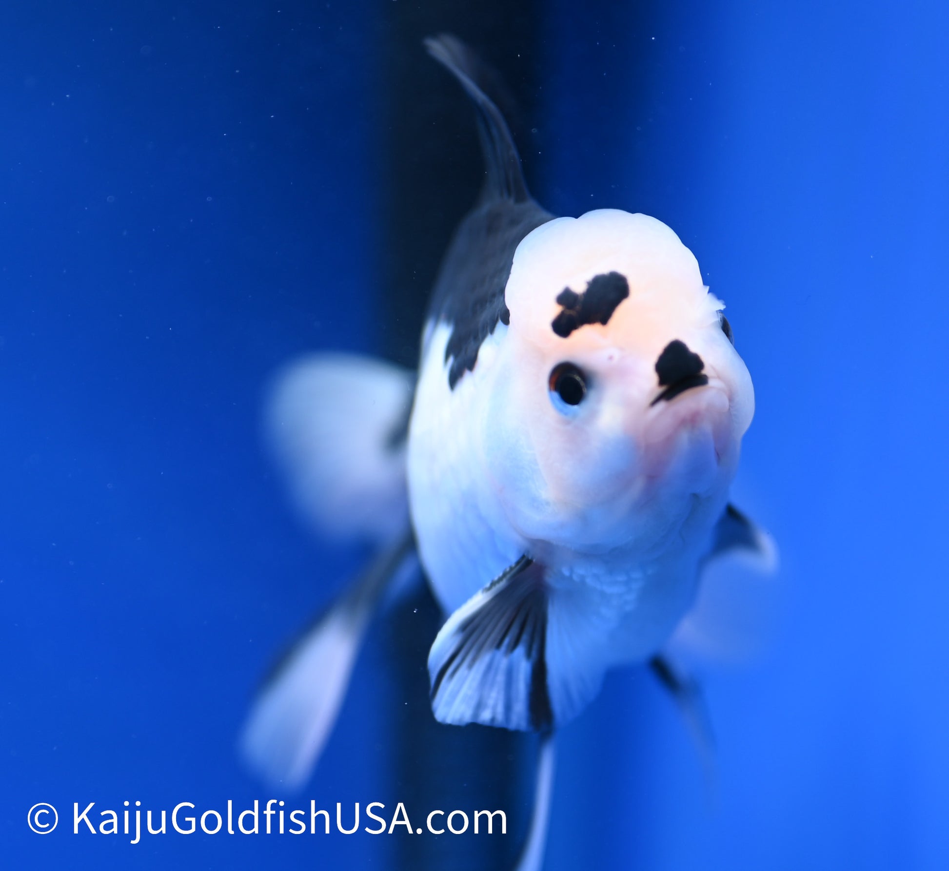 Panda Oranda 4 - 4.5 inches (1215_OR09) - Kaiju Goldfish USA