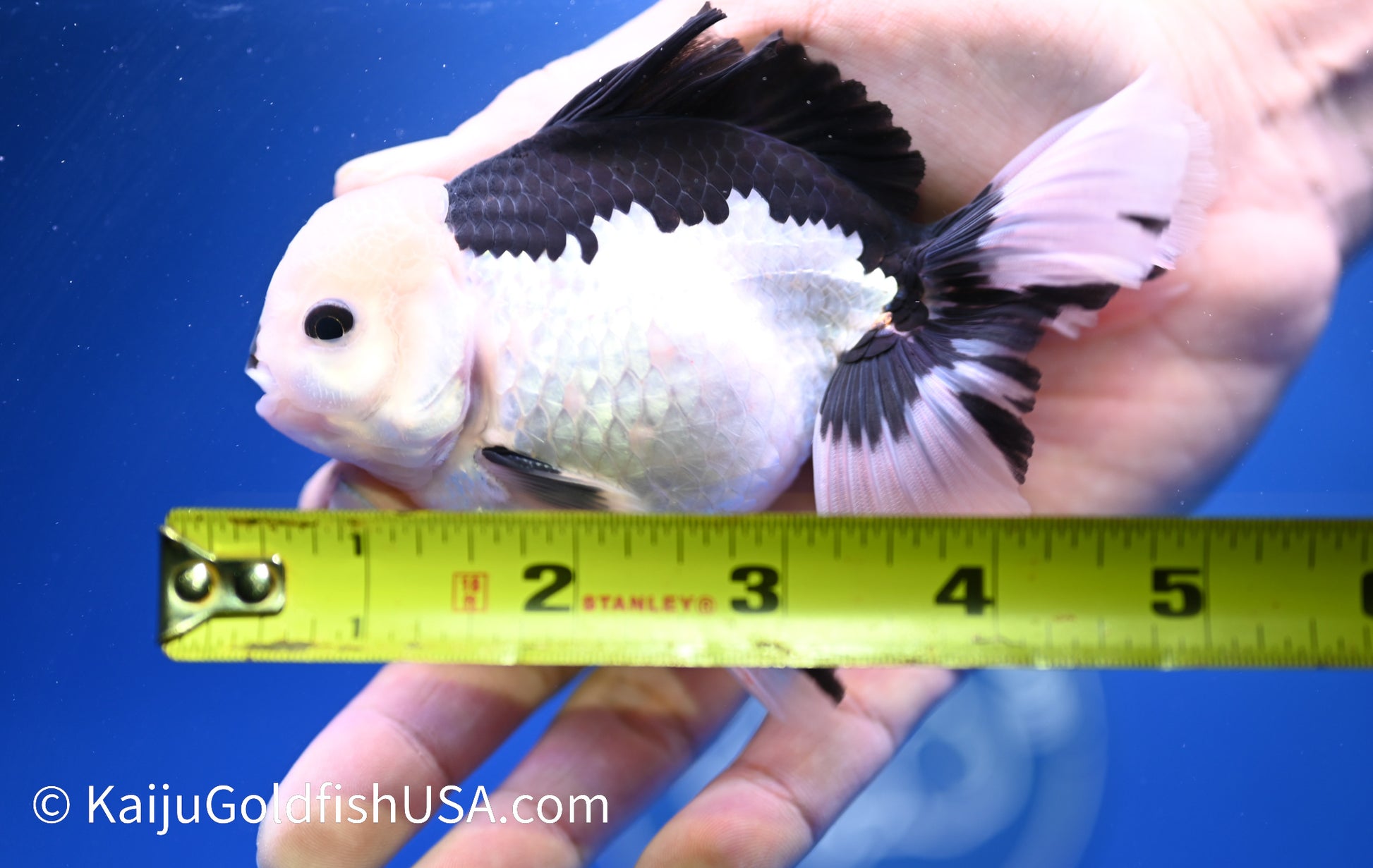 Panda Oranda 4 - 4.5 inches (1215_OR09) - Kaiju Goldfish USA