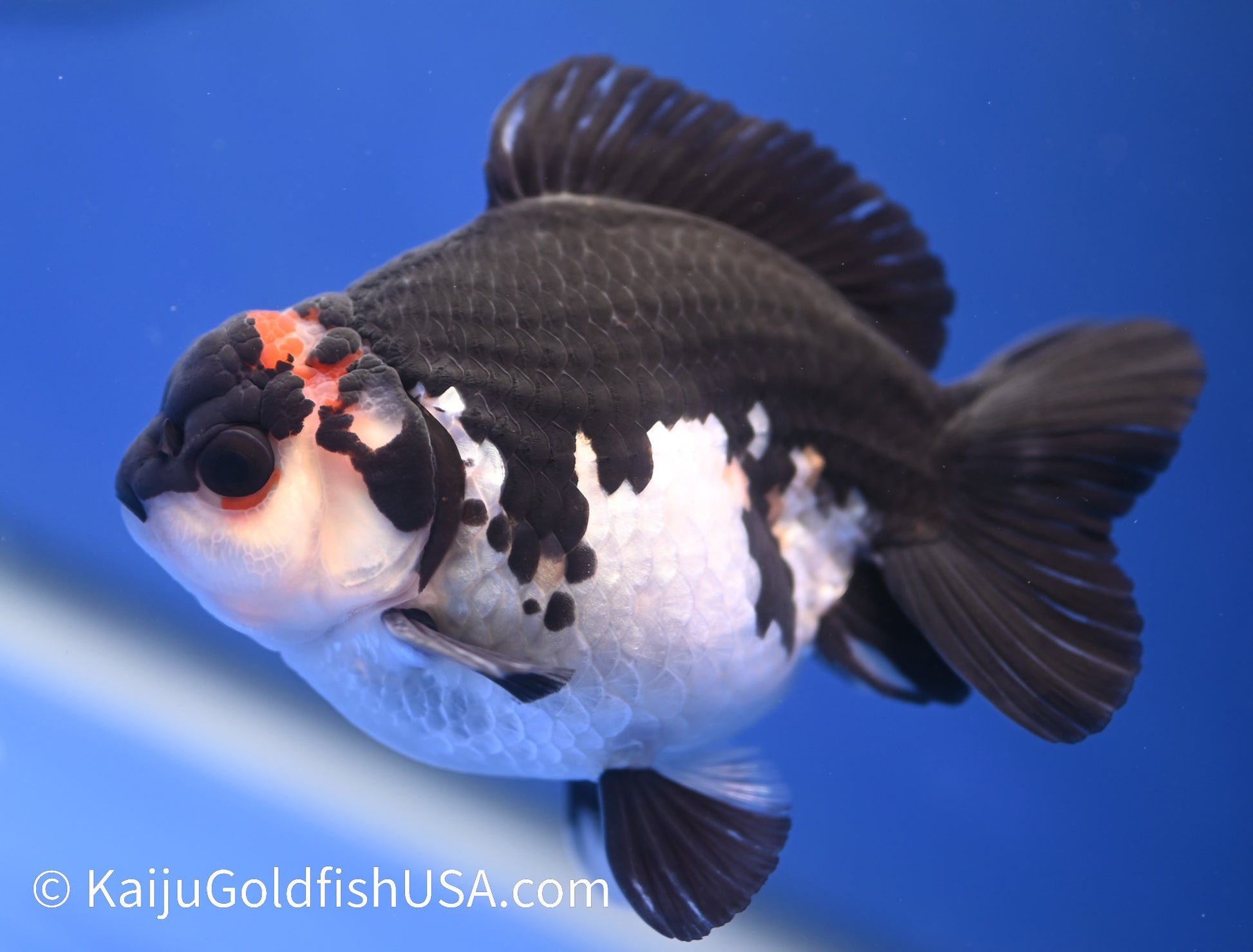 Tricolor Oranda 4 - 4.5 inches (1215_OR10) - Kaiju Goldfish USA