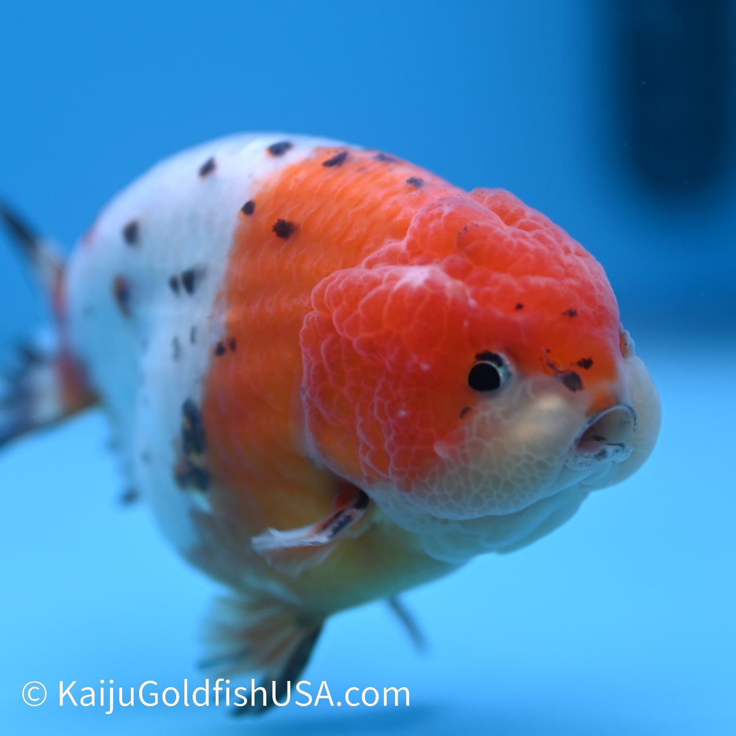 Calico Cow Ranchu Goldfish for Sale | Calico Cow Ranchu Goldfish ...