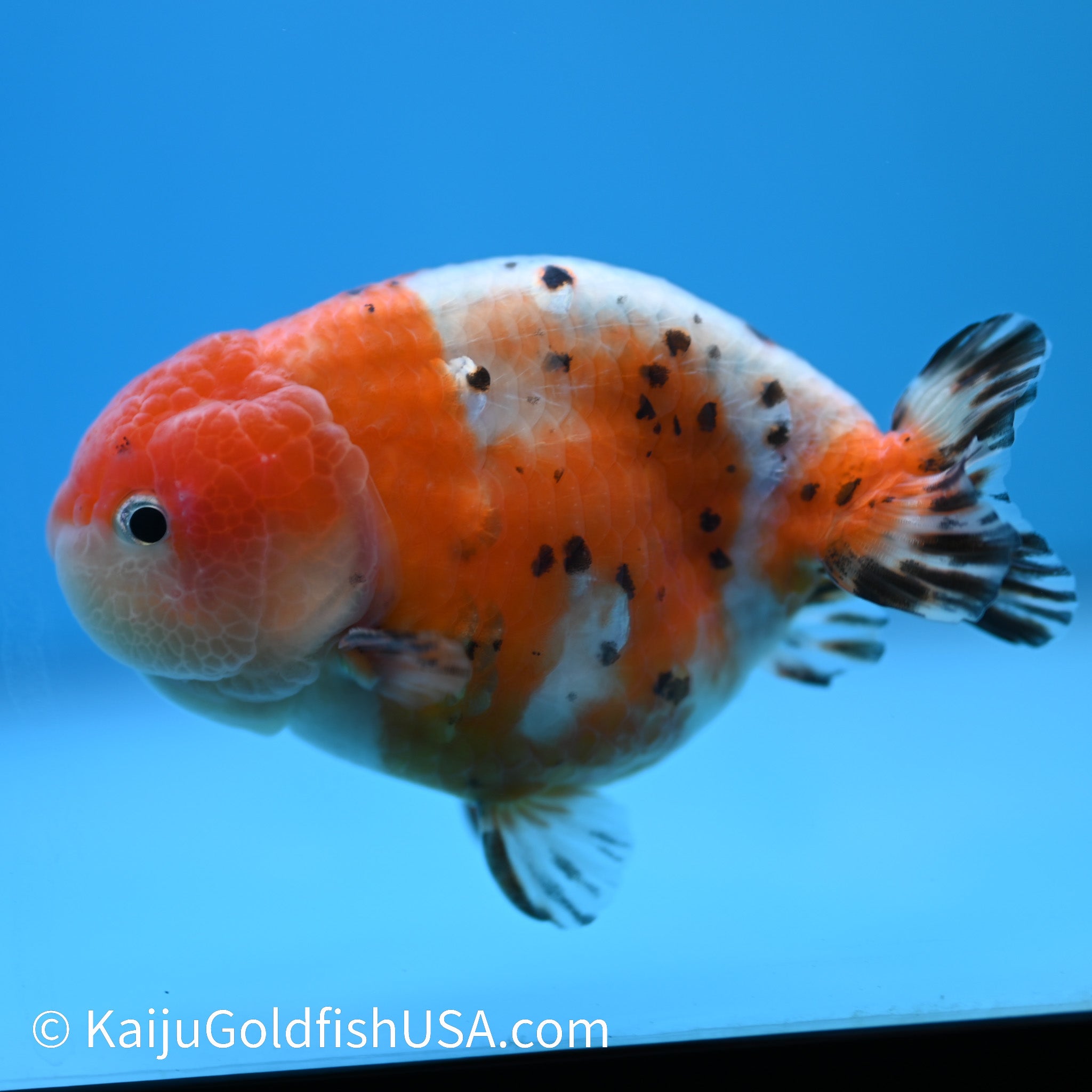 Calico Cow Ranchu Goldfish for Sale | Calico Cow Ranchu Goldfish ...