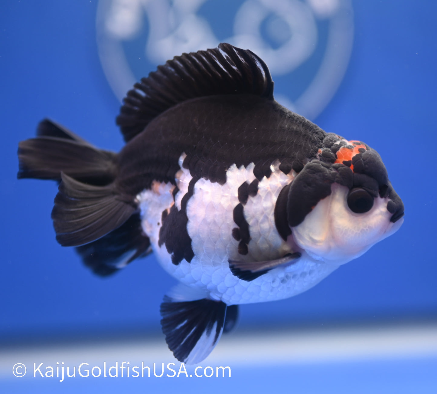 Tricolor Oranda 4 - 4.5 inches (1215_OR10) - Kaiju Goldfish USA