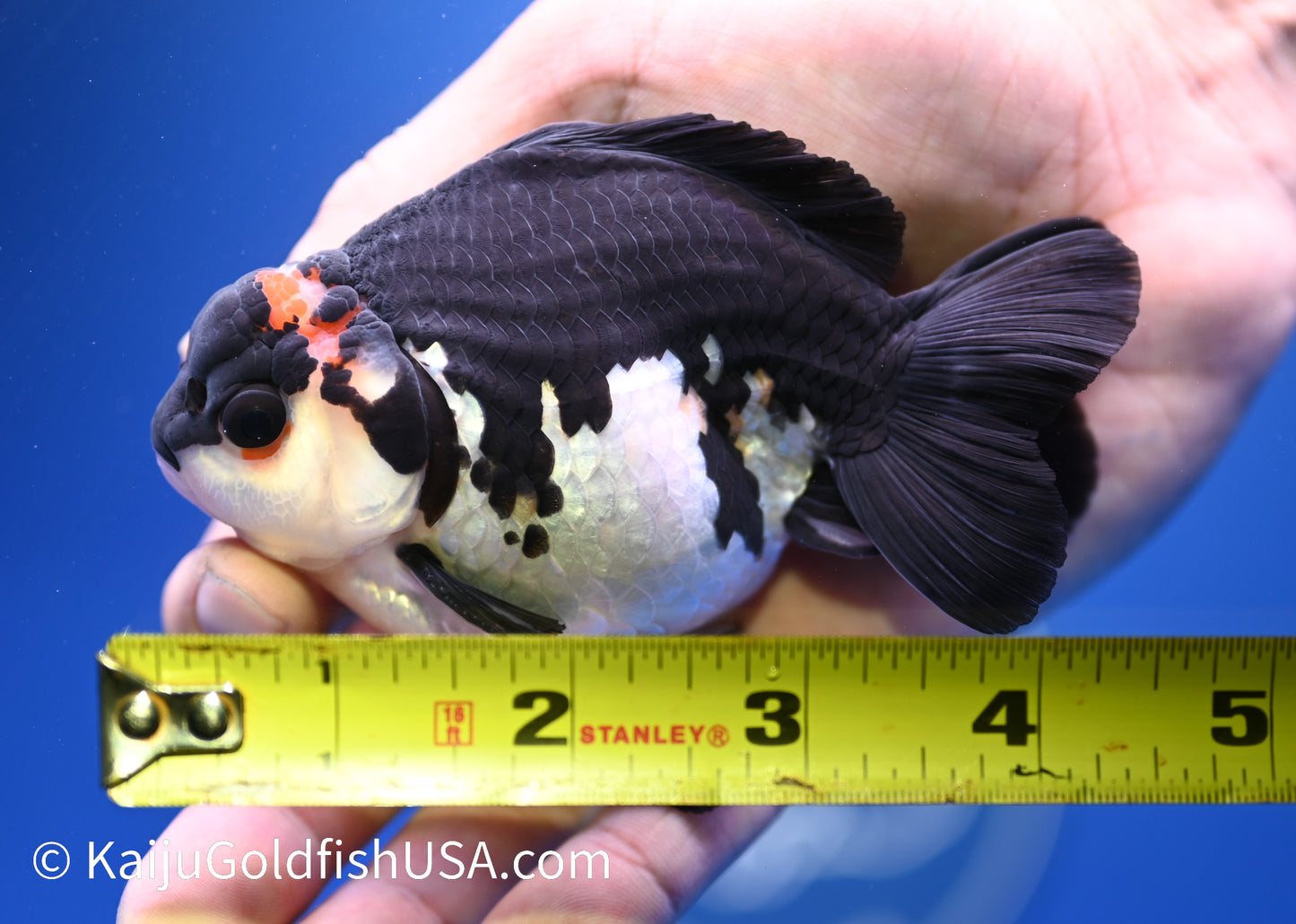 Tricolor Oranda 4 - 4.5 inches (1215_OR10) - Kaiju Goldfish USA