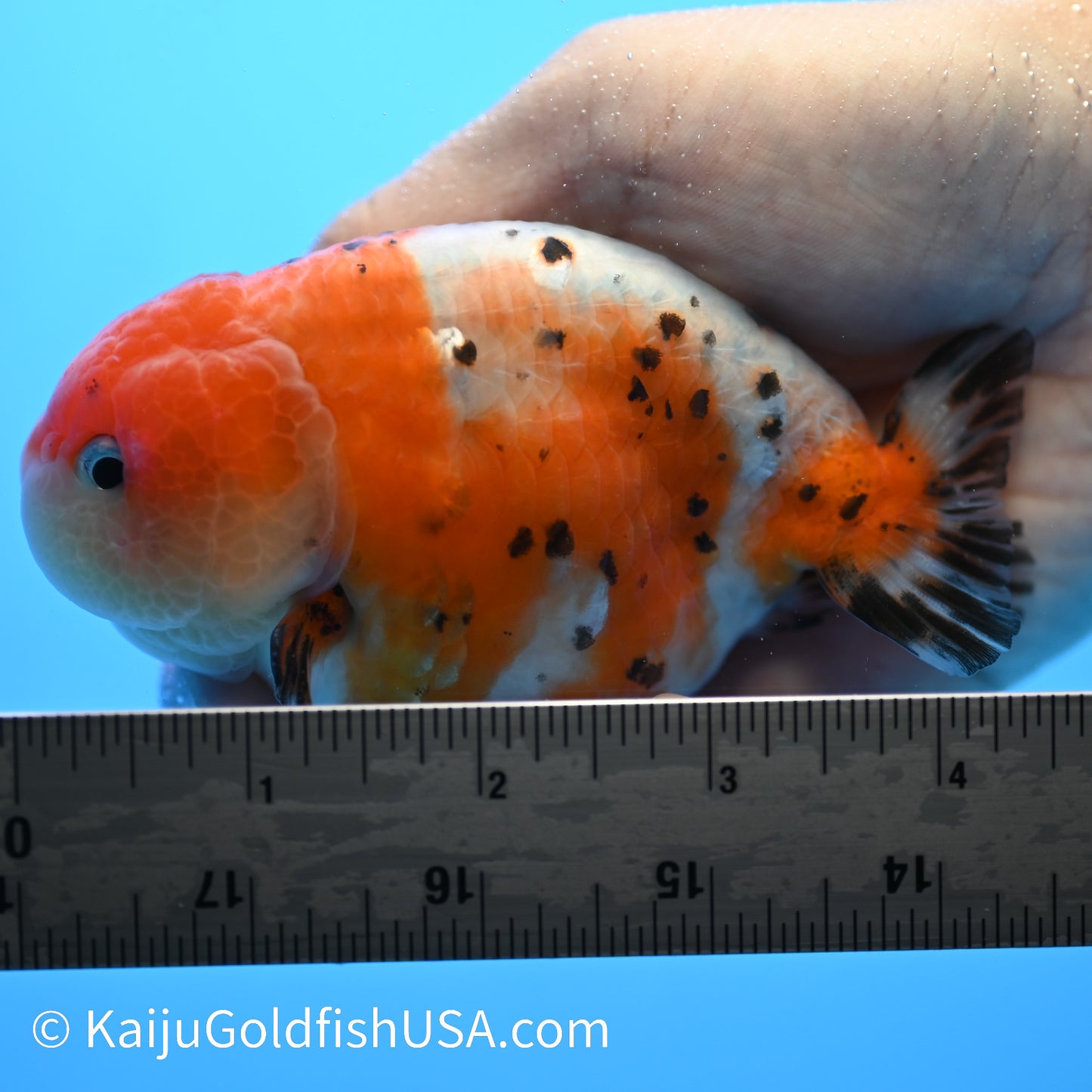 Calico Cow Ranchu Goldfish for Sale | Calico Cow Ranchu Goldfish ...