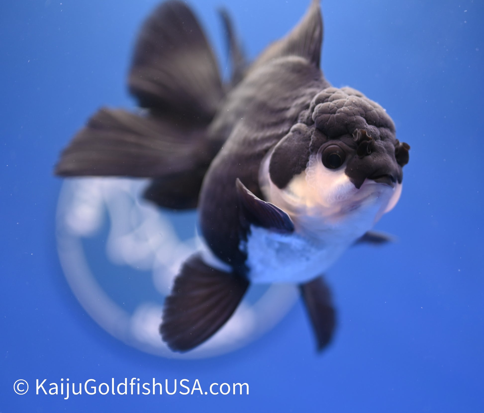 Monster Style Panda Oranda 4.5 - 5 inches (1215_OR11) - Kaiju Goldfish USA