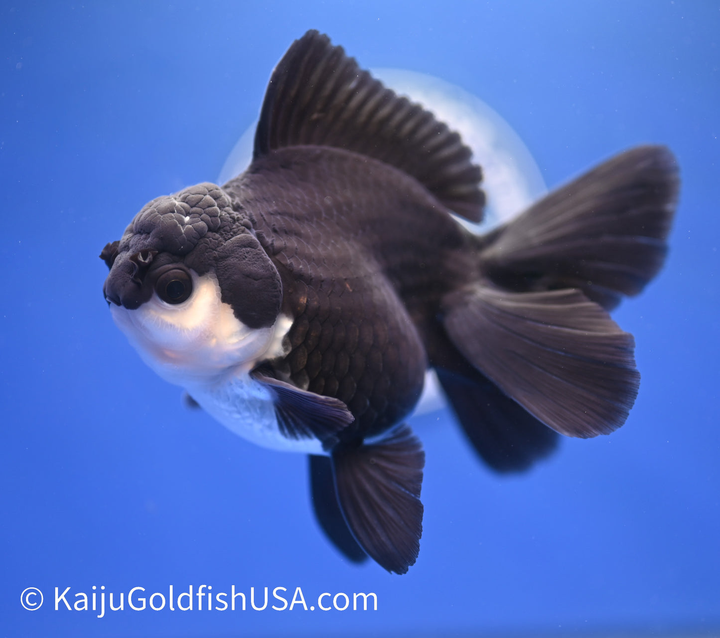 Monster Style Panda Oranda 4.5 - 5 inches (1215_OR11) - Kaiju Goldfish USA